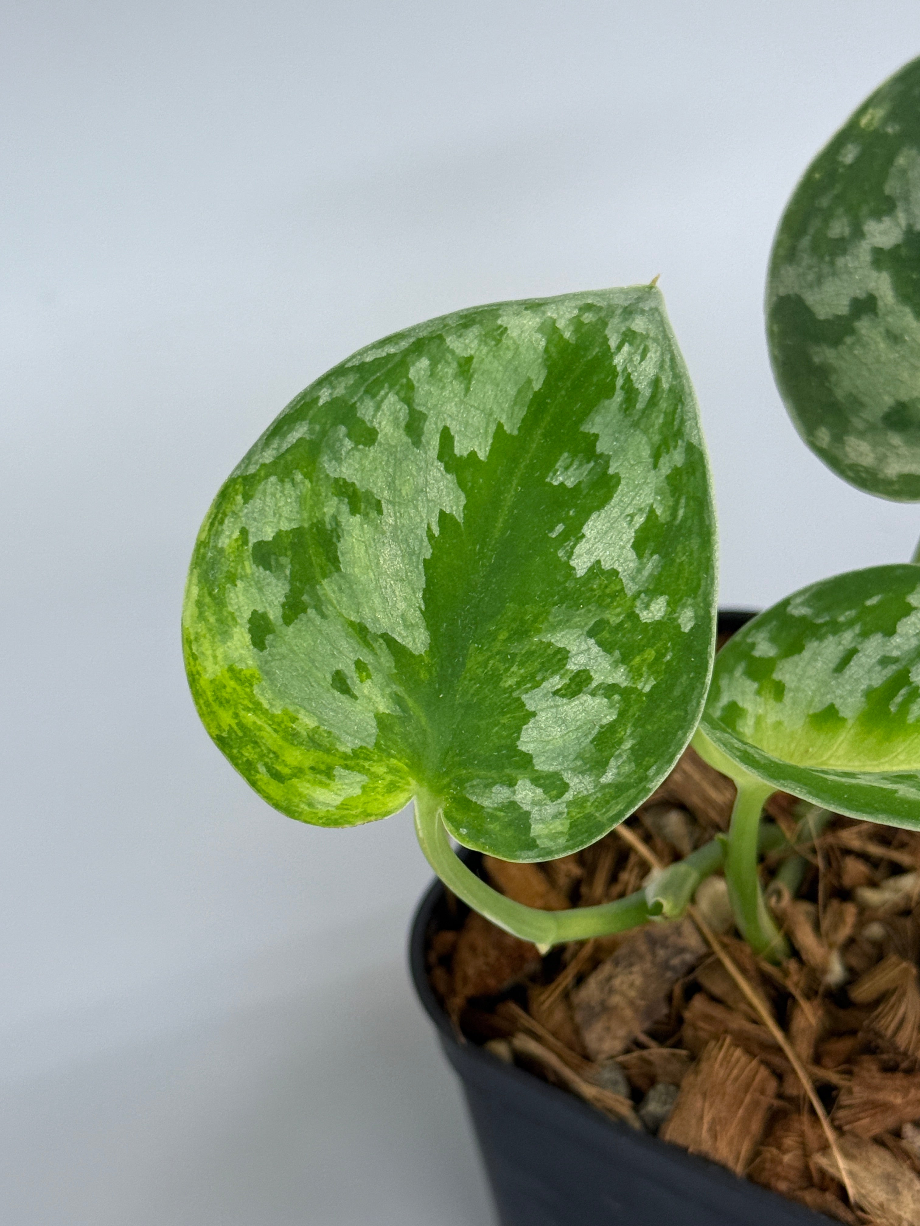 スキンダプサス バクダパティ / Scindapsus bakudapati (3) – Nakayama