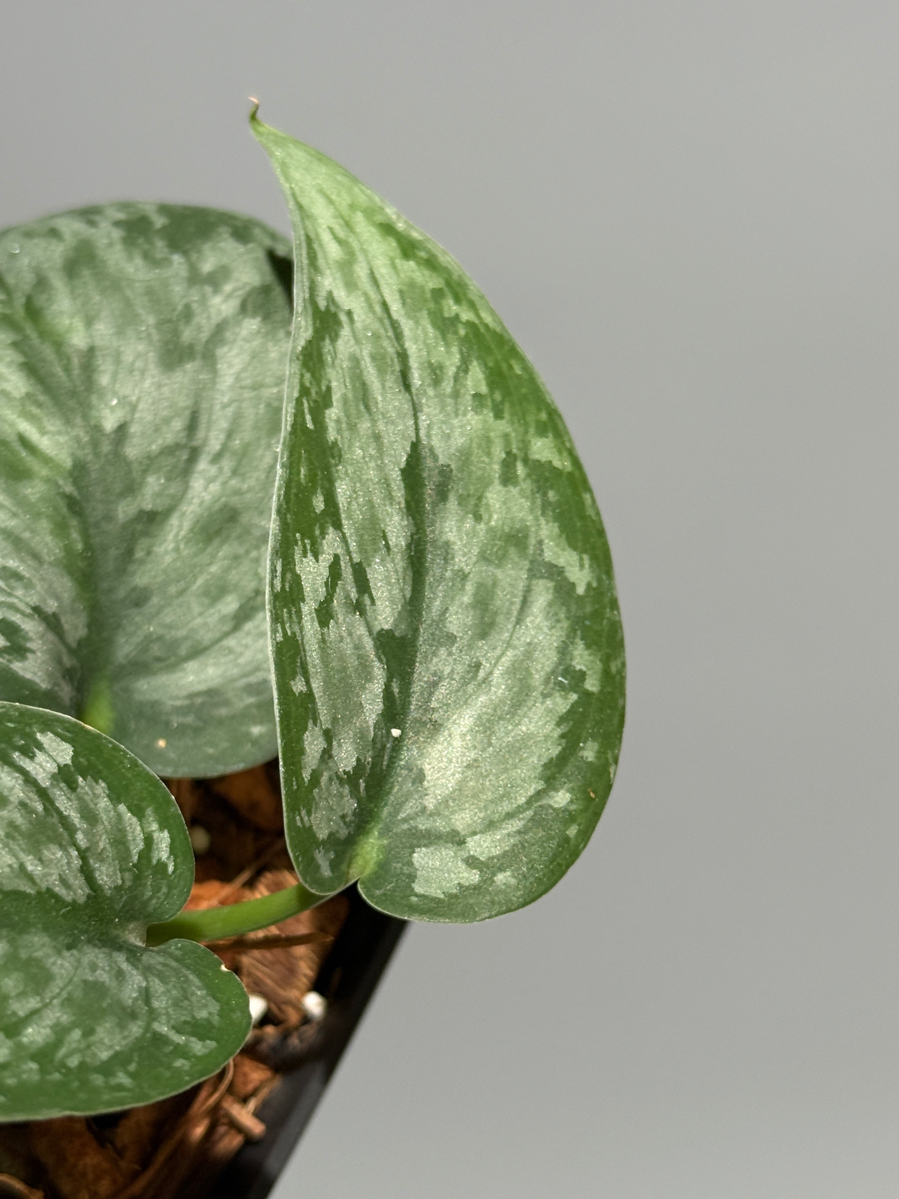 All Plants – Nakayama-Plants