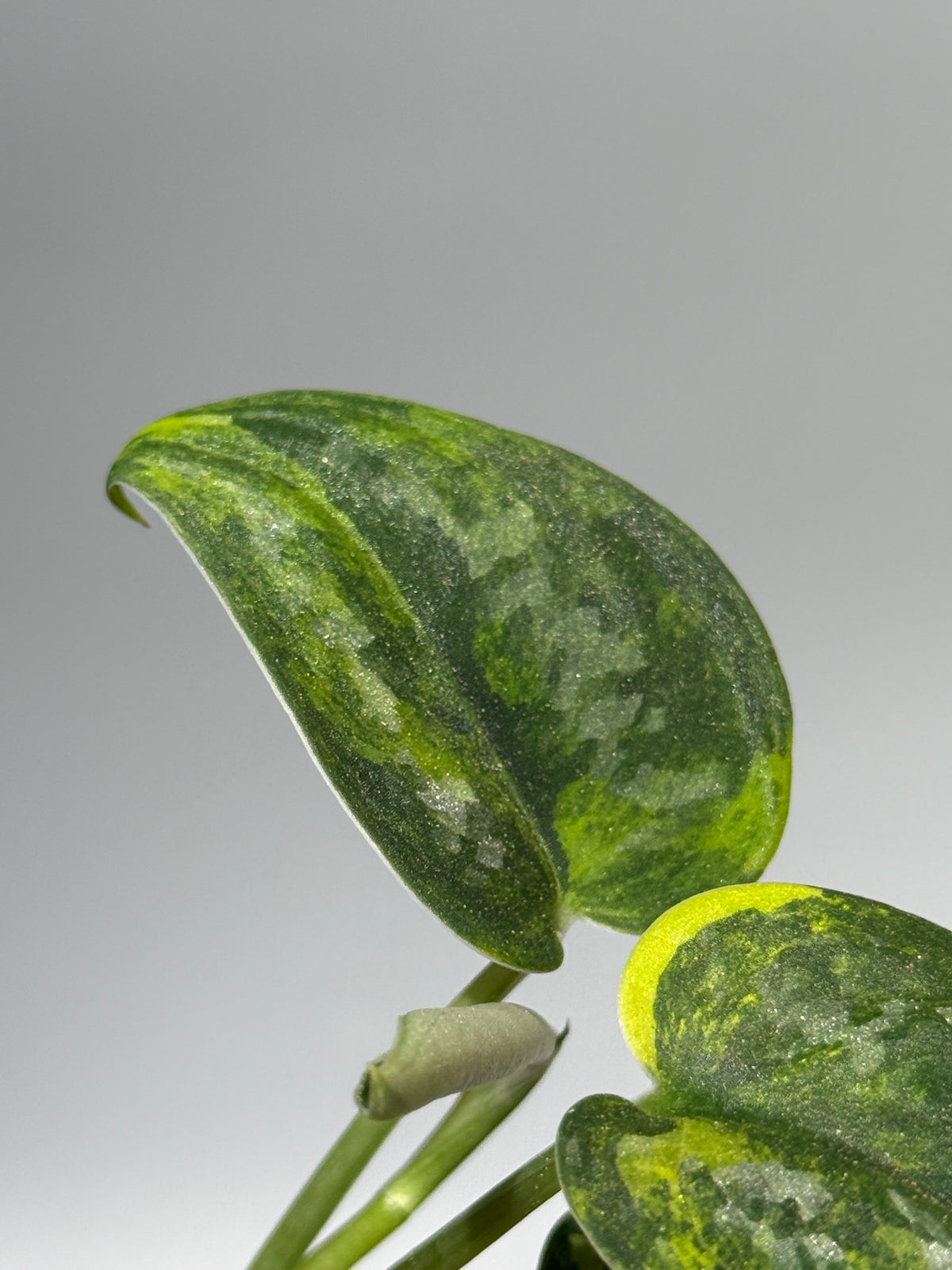 スキンダプサス グリーン ダイヤモンド / Scindapsus Green diamond (2)