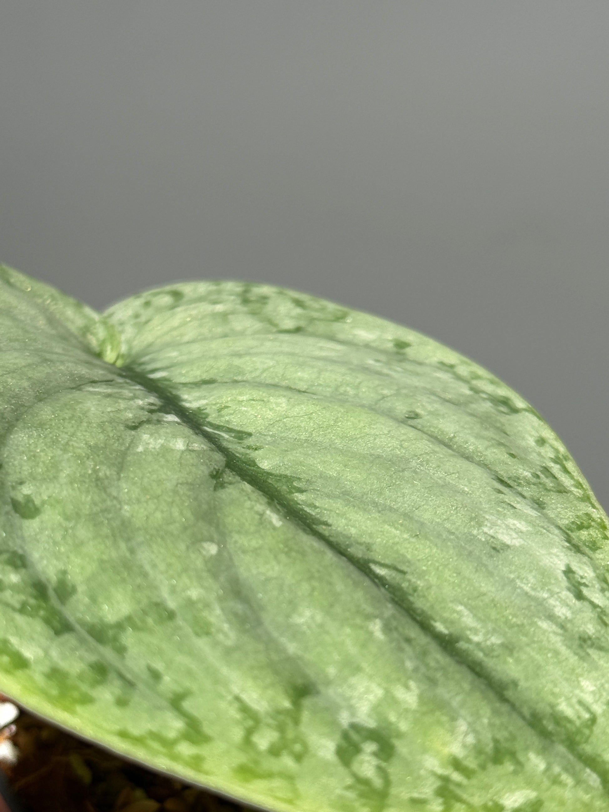 スキンダプサス シルバー スポット sp.カリマンタン / Scindapsus Silver spot sp.Kalimantan (1)