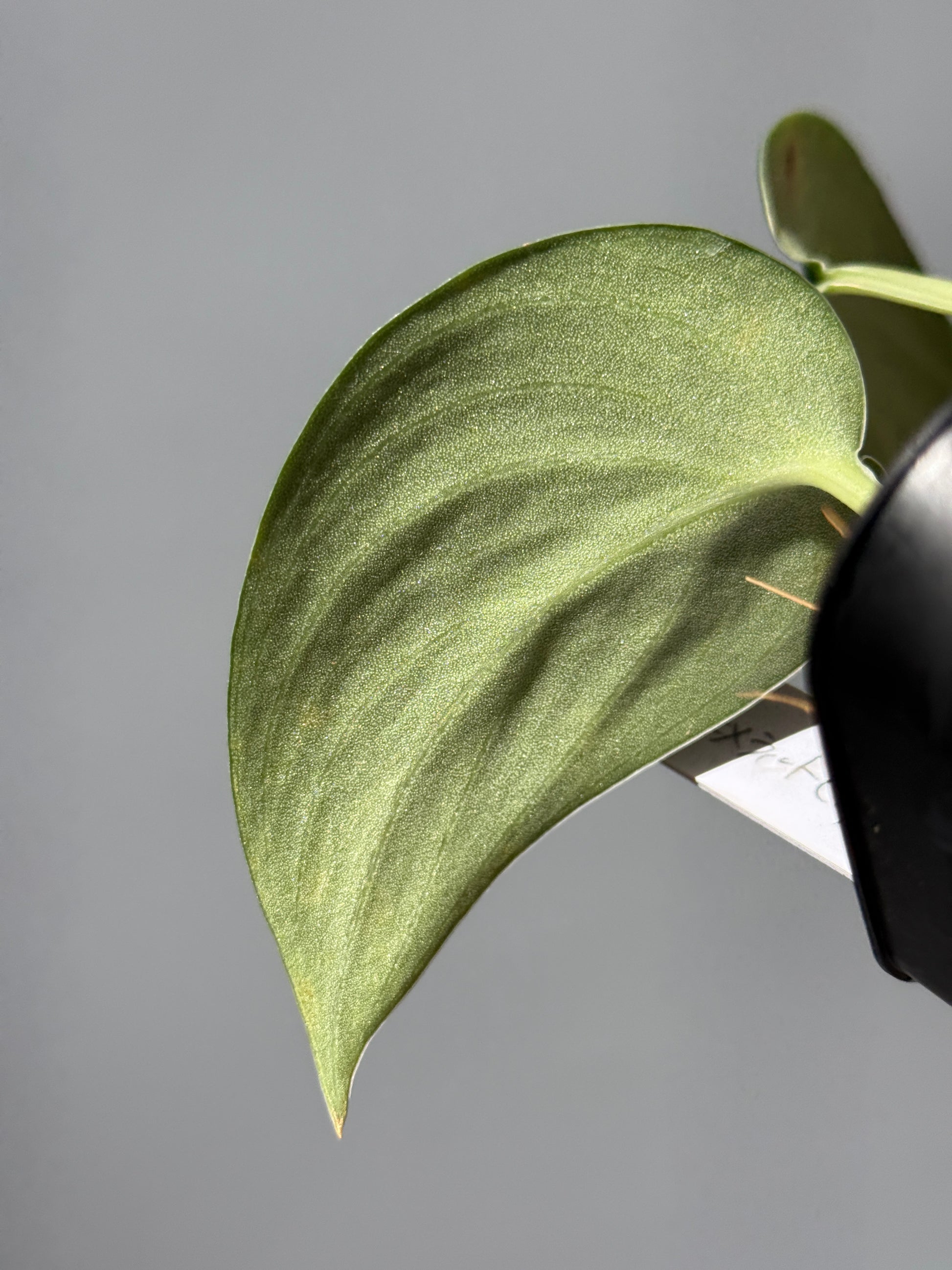 スキンダプサス グリーン エメラルド / Scindapsus green emerald (1)