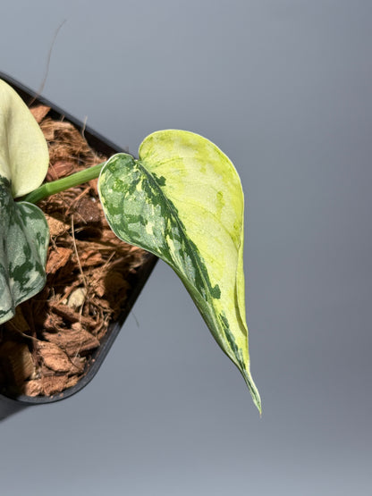 スキンダプサス マリポーサ / Scindapsus Mariposa(2)