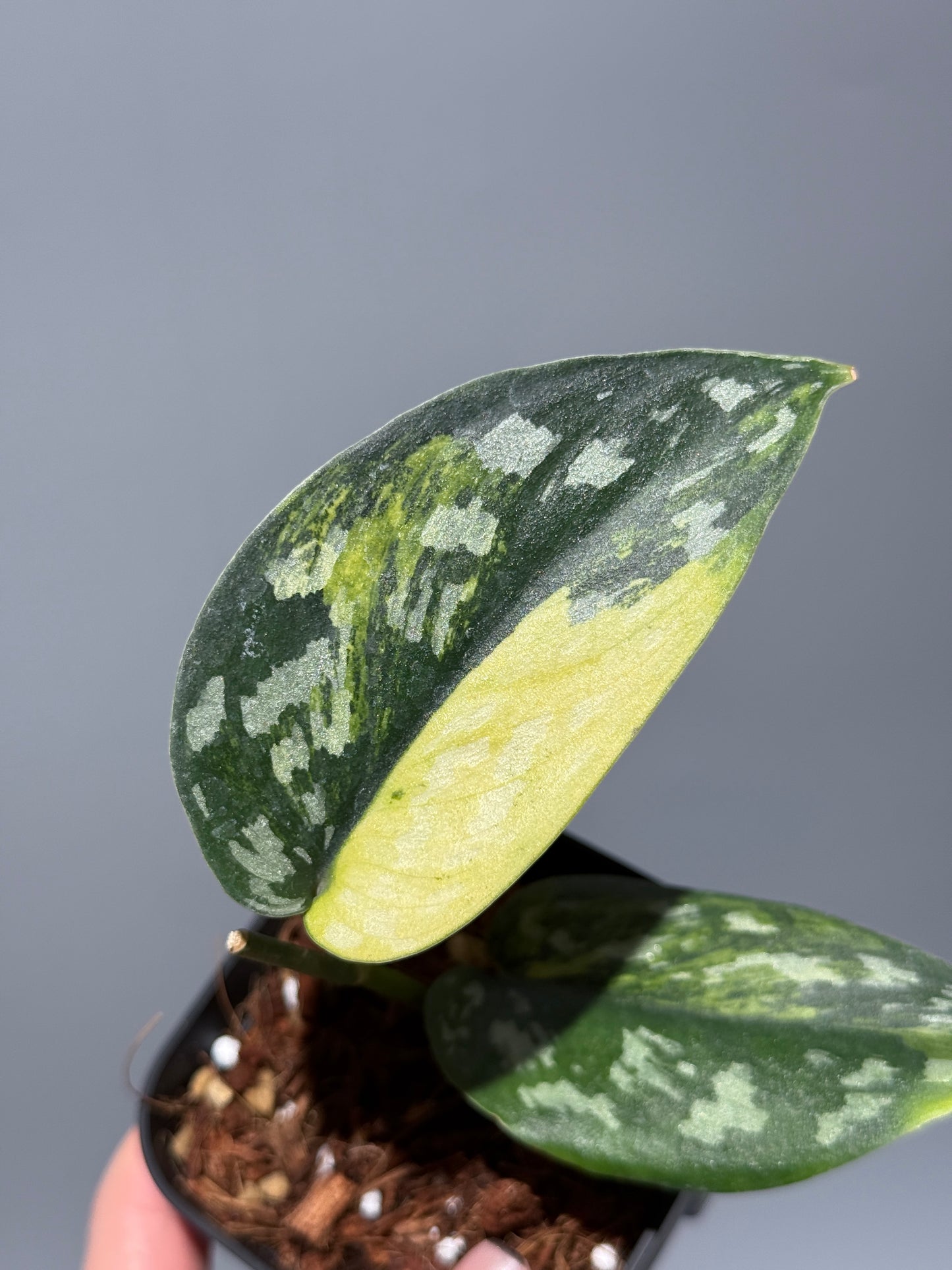 スキンダプサス マラフヨ / Scindapsus Marahuyo (1)