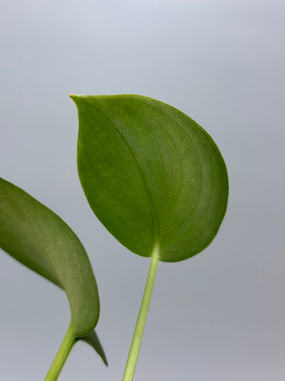 スキンダプサス グリーン エメラルド / Scindapsus green emerald (1)