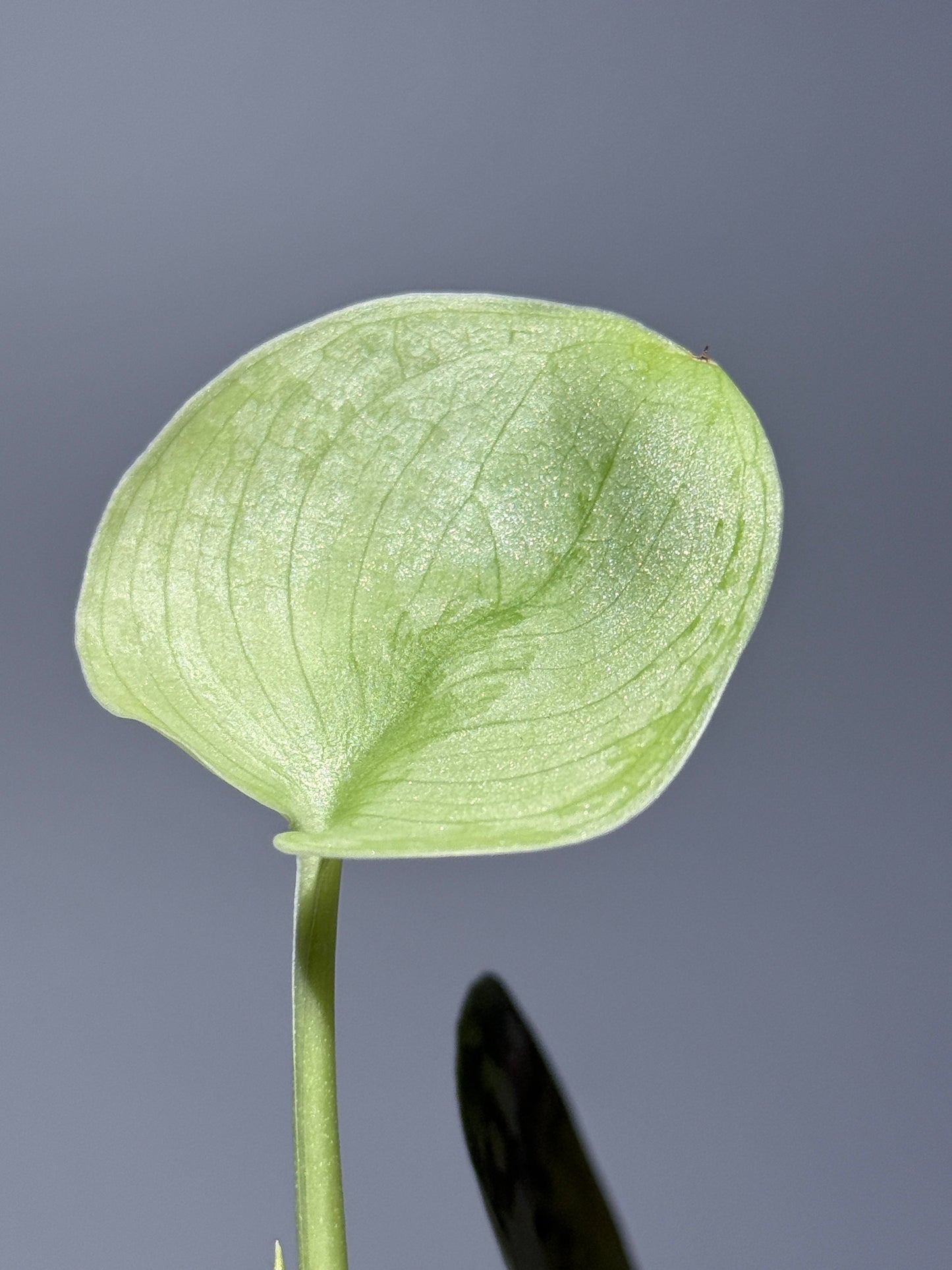 スキンダプサス ドラヤキ / Scindapsus Dorayaki (1)