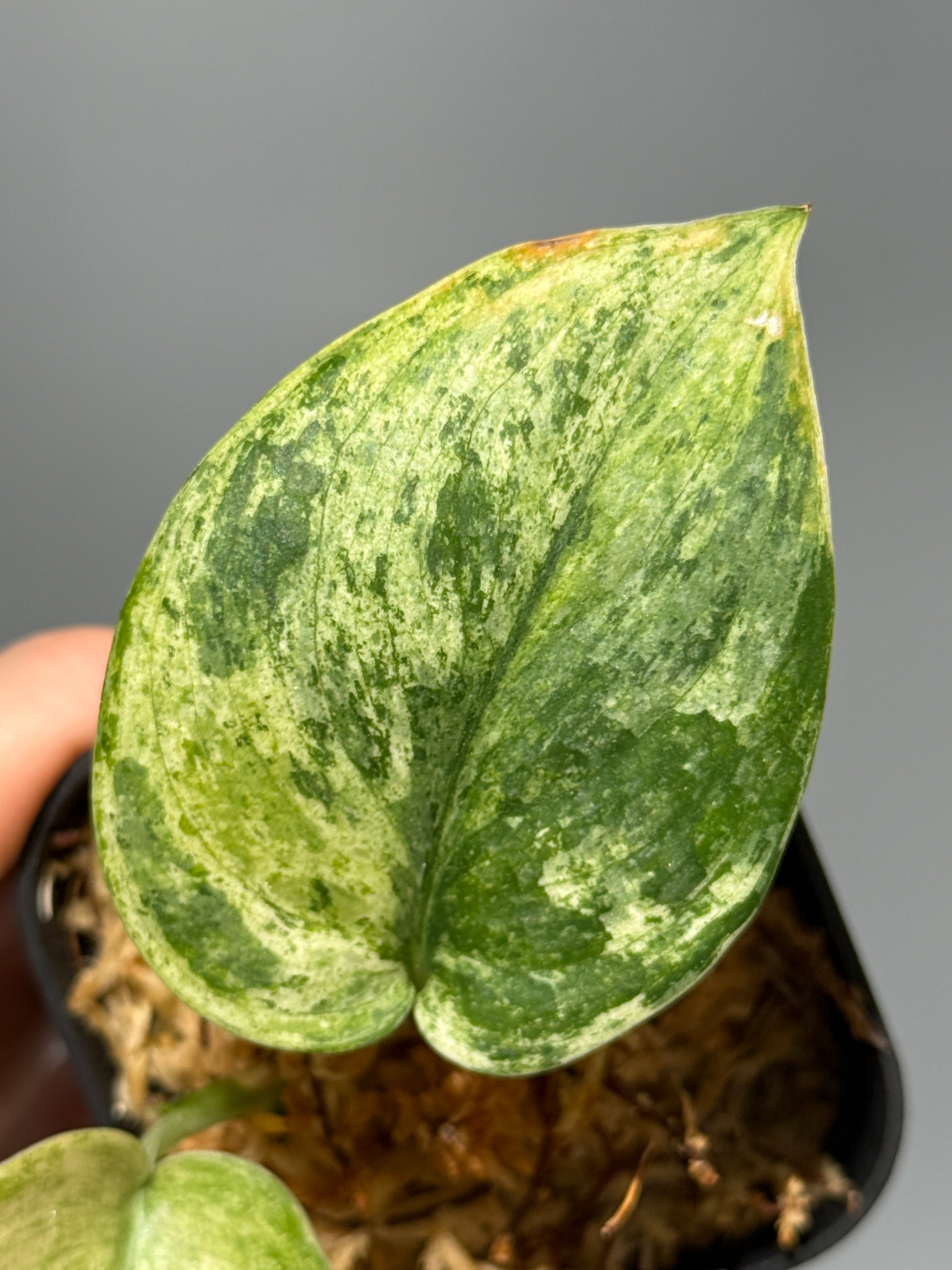 All Plants – Nakayama-Plants