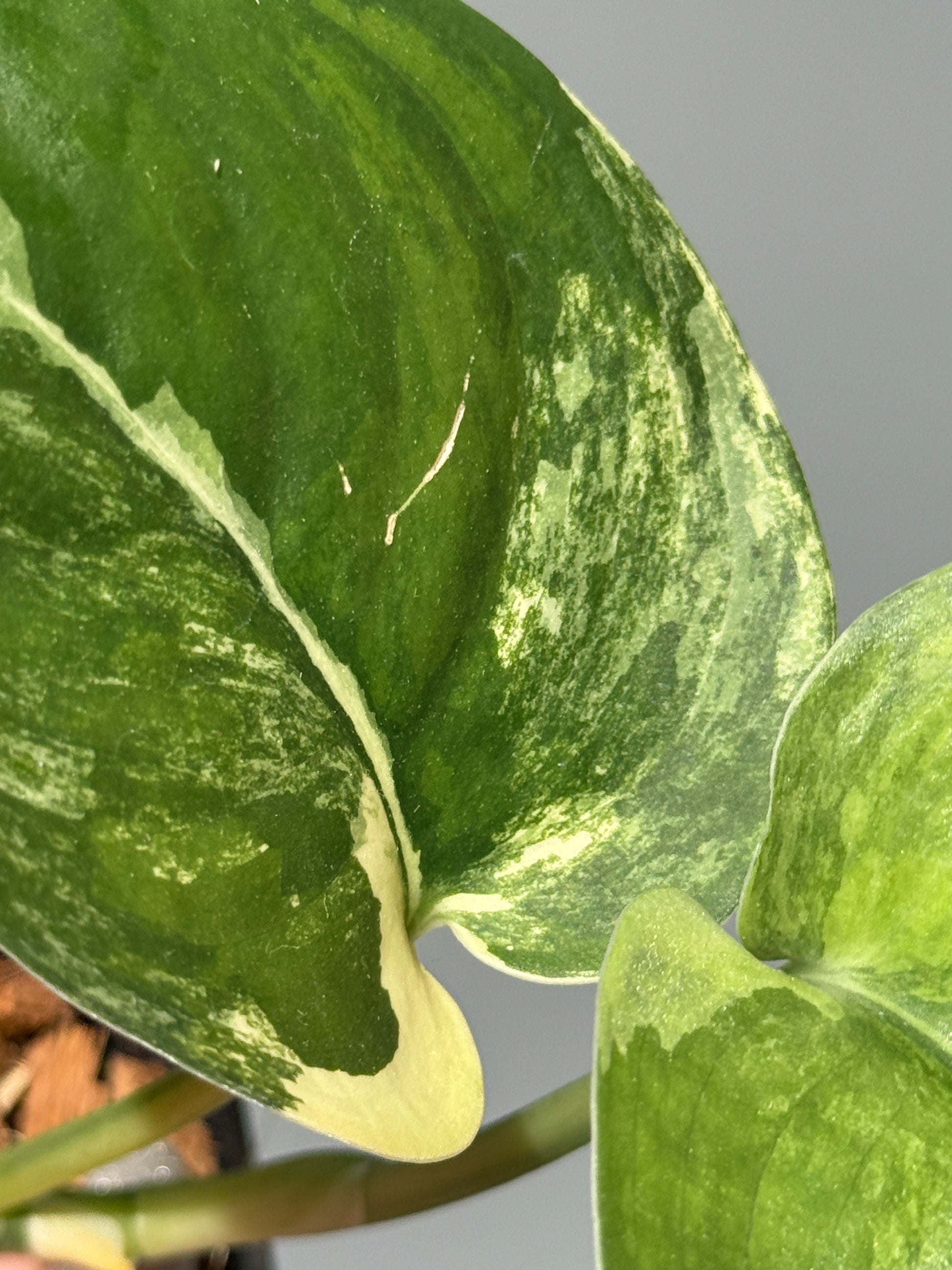スキンダプサス ジェイドサテン オーレア  / Scindapsus jadesatin aurea (1)