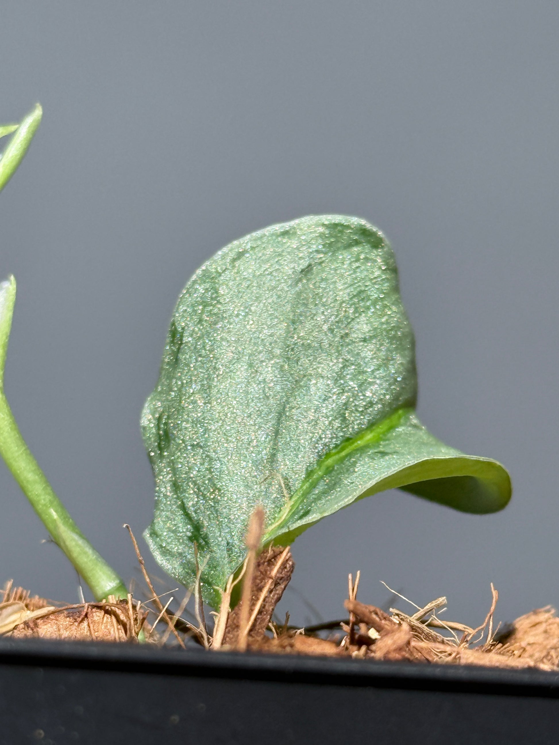 スキンダプサス ウィアード / Scindapsus Weirdo (2)