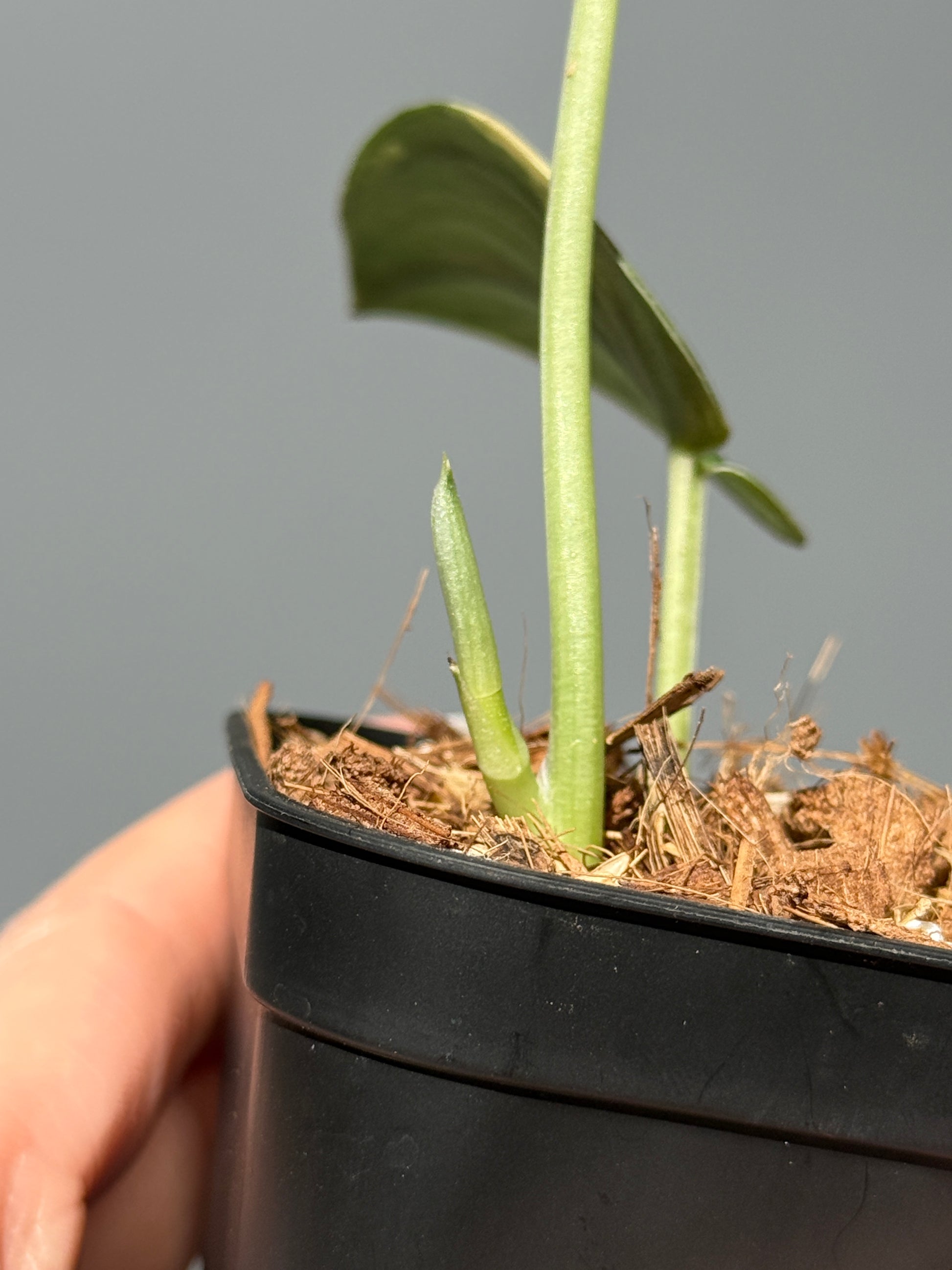 スキンダプサス グリーン ダイヤモンド / Scindapsus Green diamond (1)