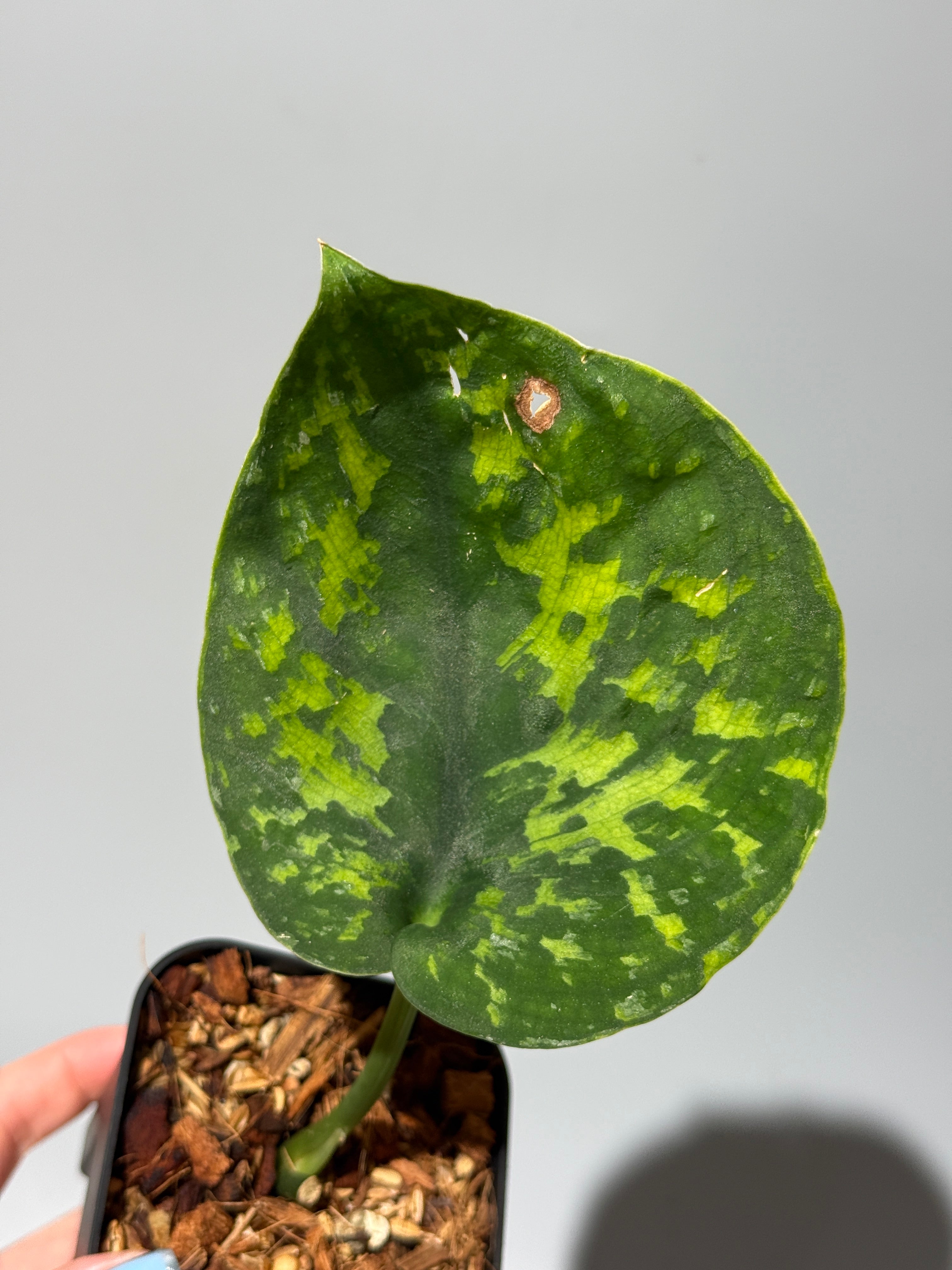 スキンダプサスsp 抹茶ラテ Nakayama Plants公式オンラインストア｜スキンダプサス専門店