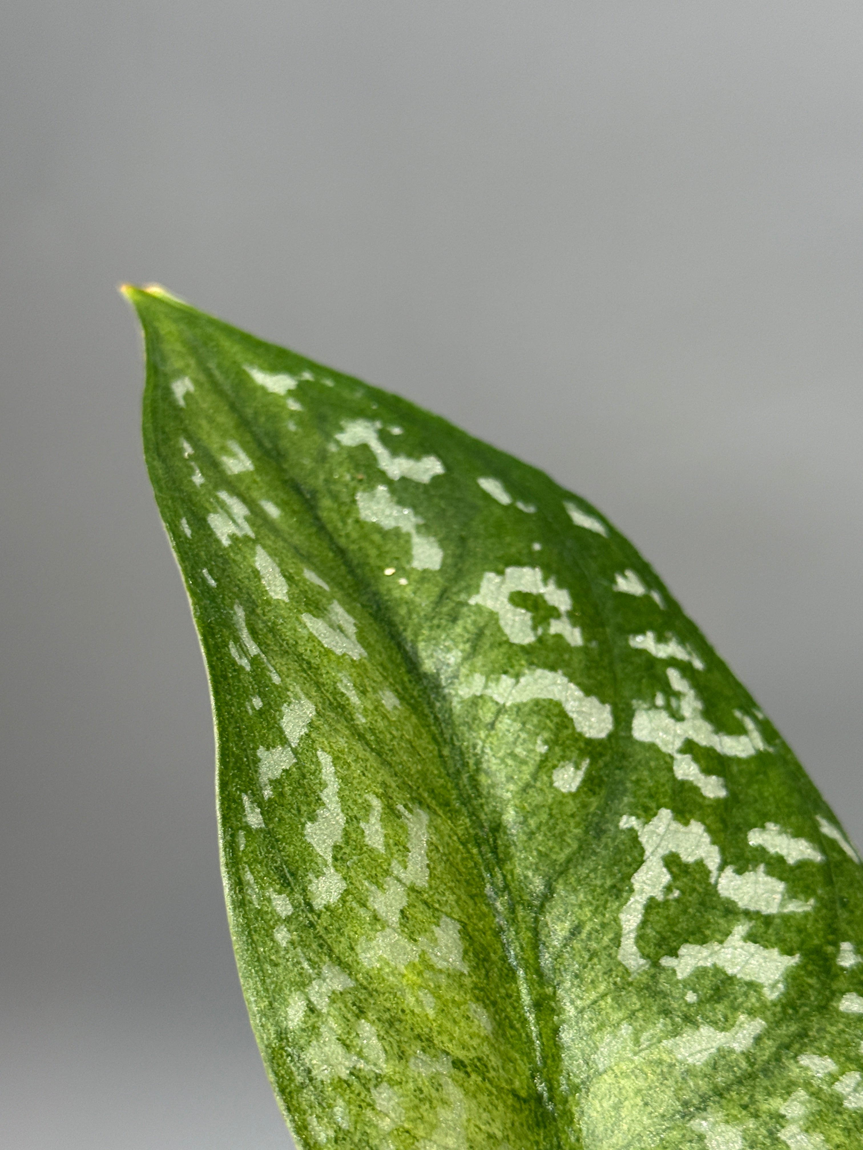 All Plants – Nakayama-Plants