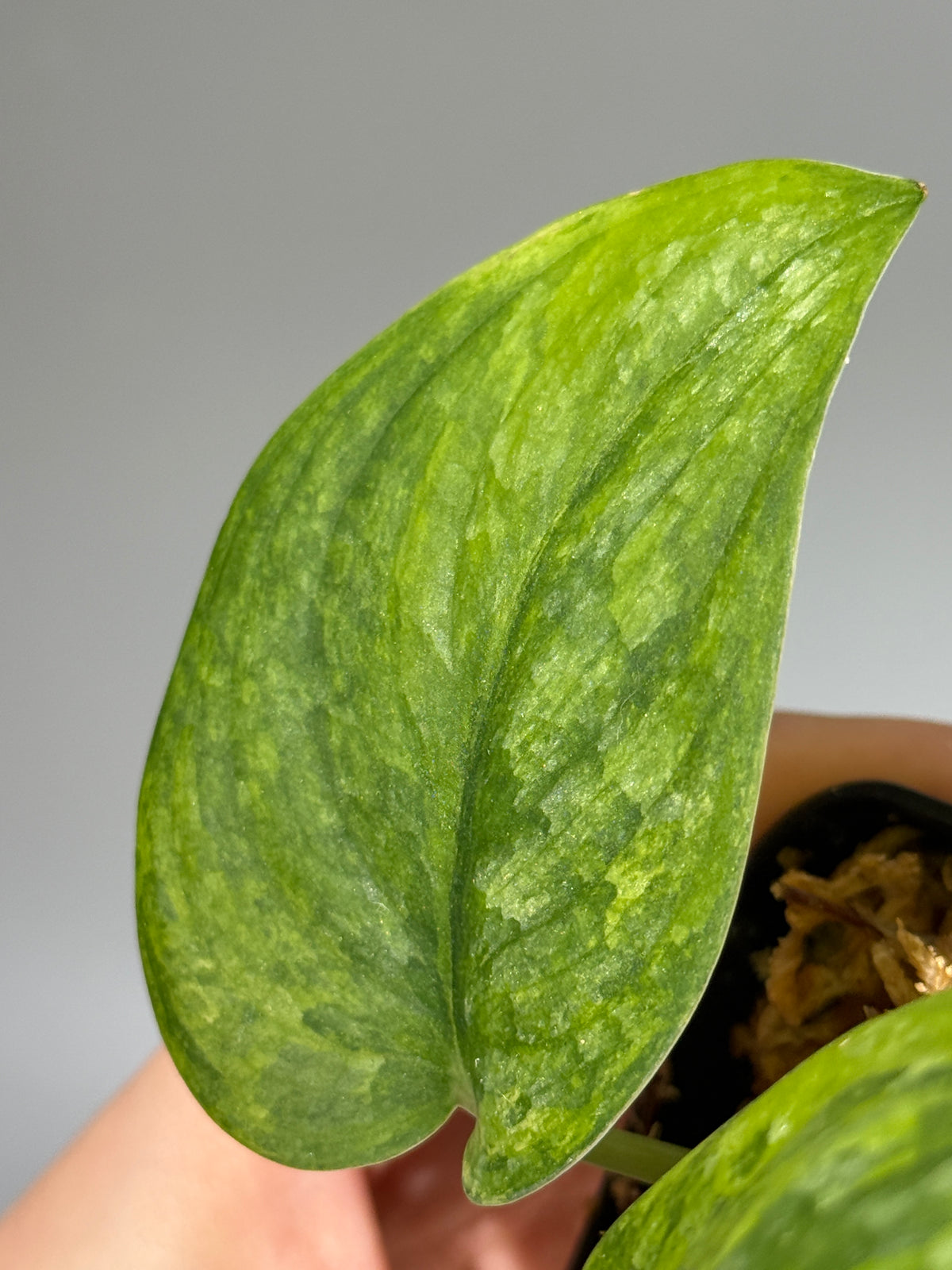 スキンダプサス グリーン ドラゴン / Scindapsus Green dorgon (2)