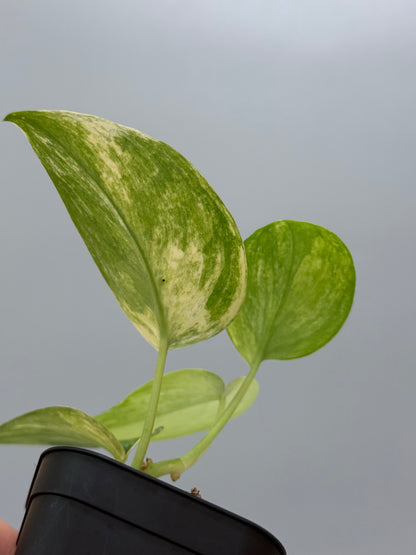 スキンダプサス エキゾチカ トリカラー / Scindapsus exotica tricolor (1)