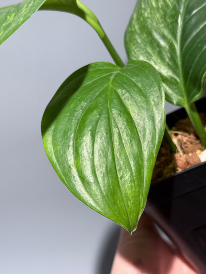 スキンダプサス ペラケンシス  / Scindapsus Perakensis (2)