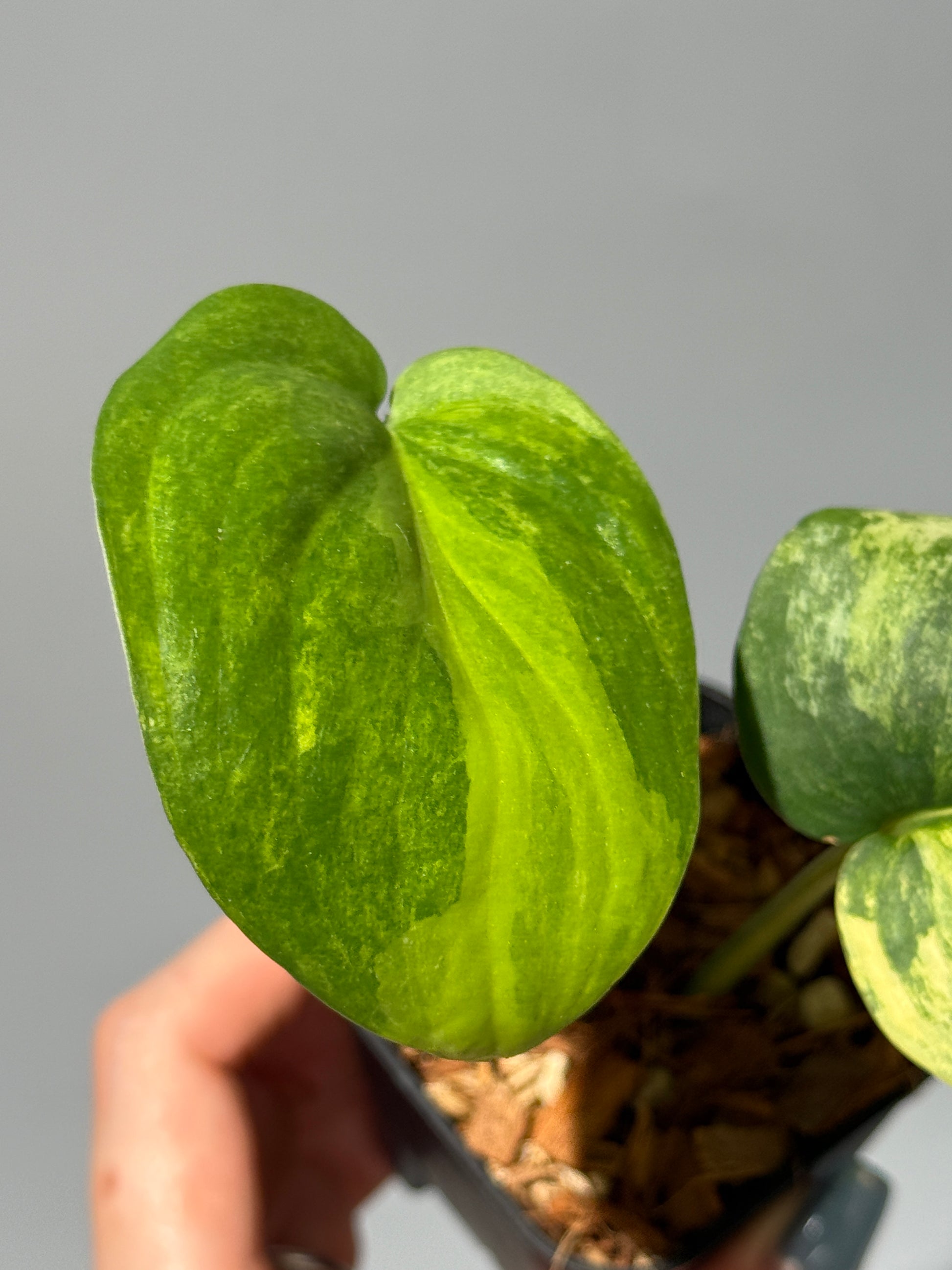 スキンダプサス ジェイドサテン オーレア  / Scindapsus jadesatin aurea (1)