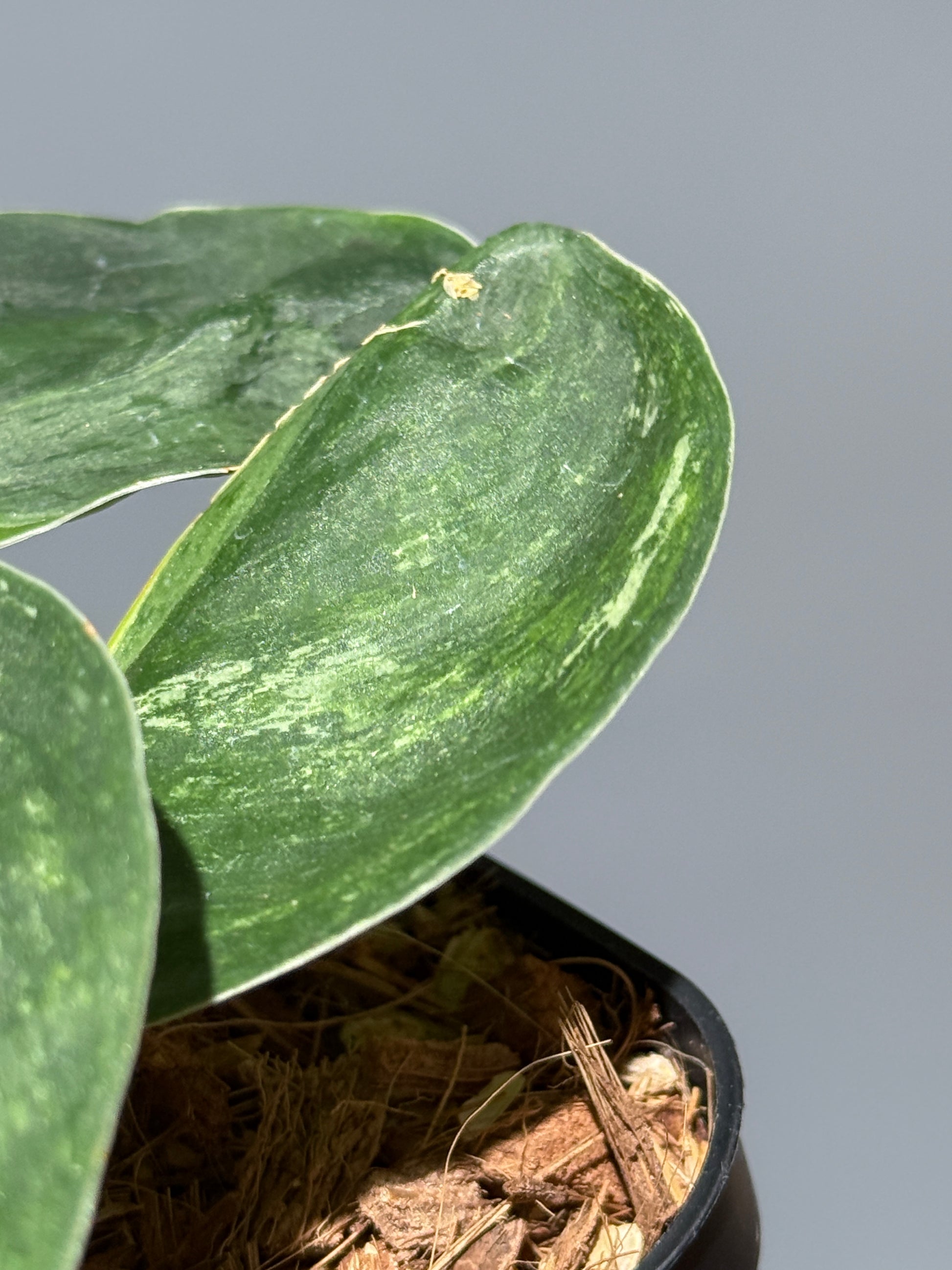 スキンダプサス シルバースプラッシュ ミューテーション/ Scindapsus Silver splash mutation  (1)