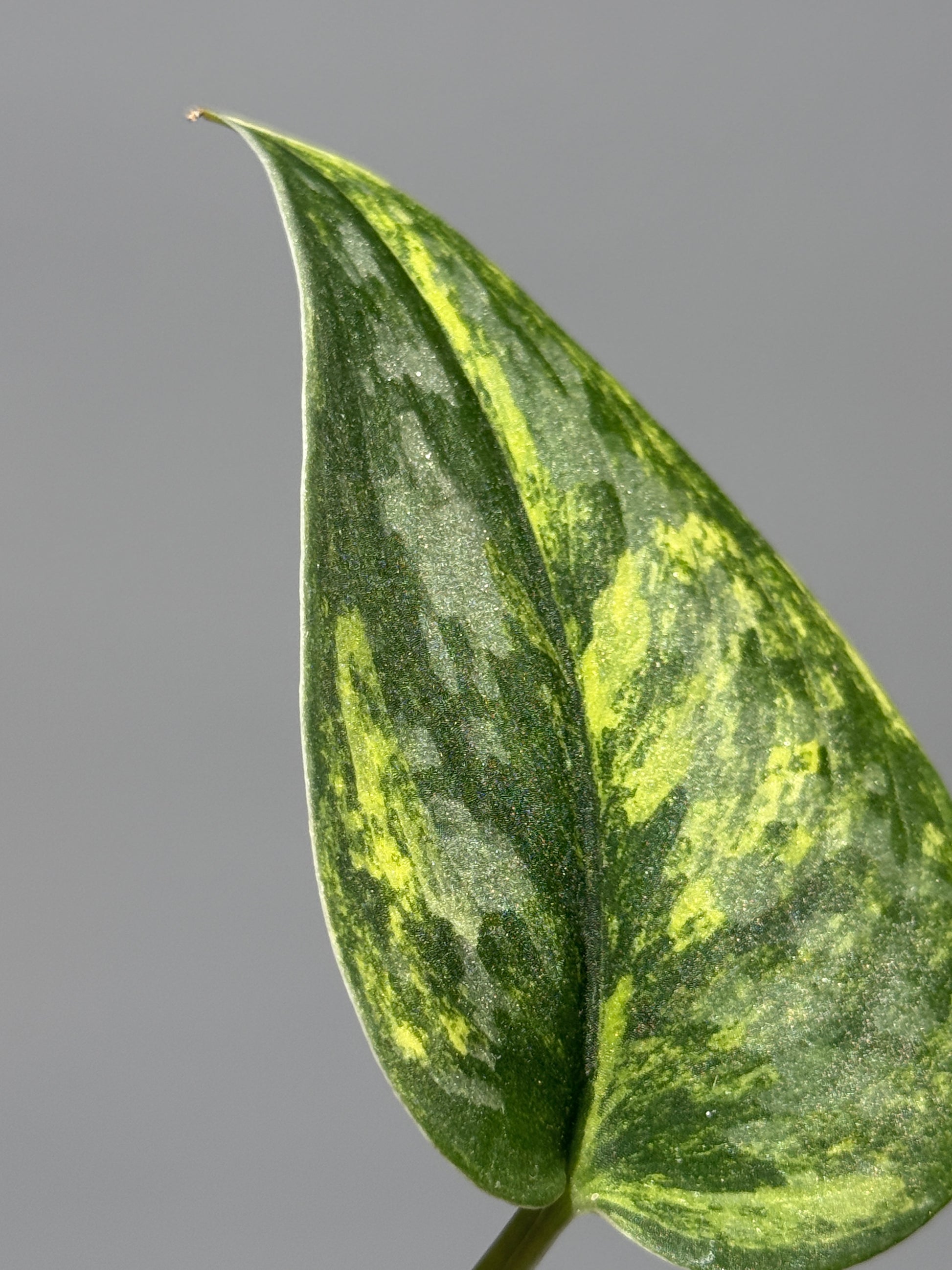 スキンダプサス グリーン ダイヤモンド / Scindapsus Green diamond (1)