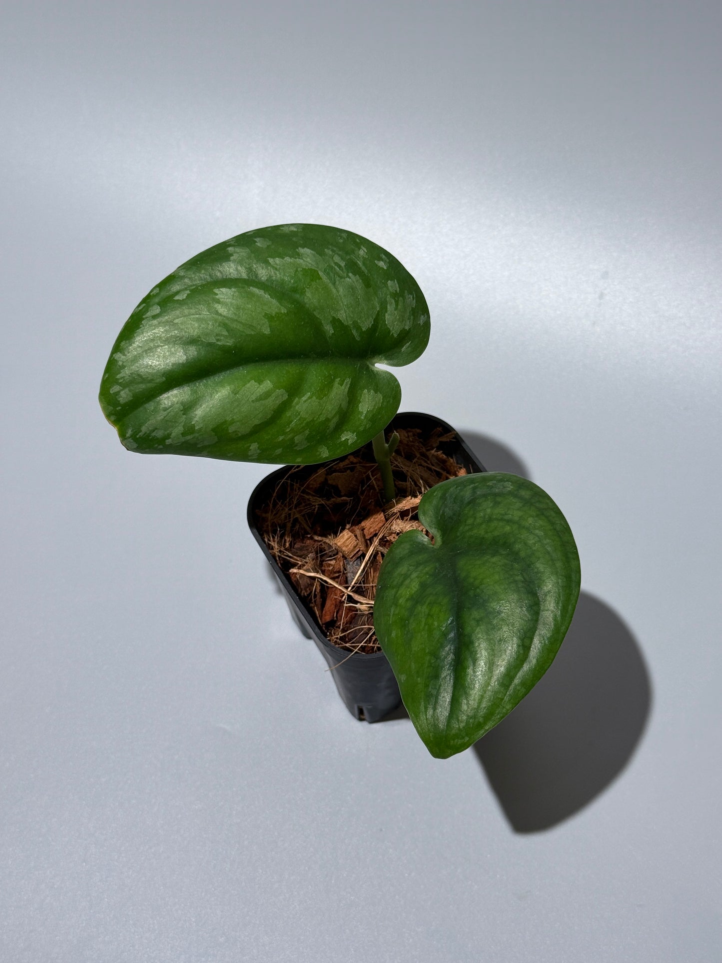 スキンダプサス エキゾチカ グローシ sp.サラワク / Scindapsus exotica glosy sp.serawak (2)