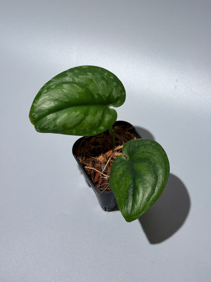 スキンダプサス エキゾチカ グローシ sp.サラワク / Scindapsus exotica glosy sp.serawak (2)