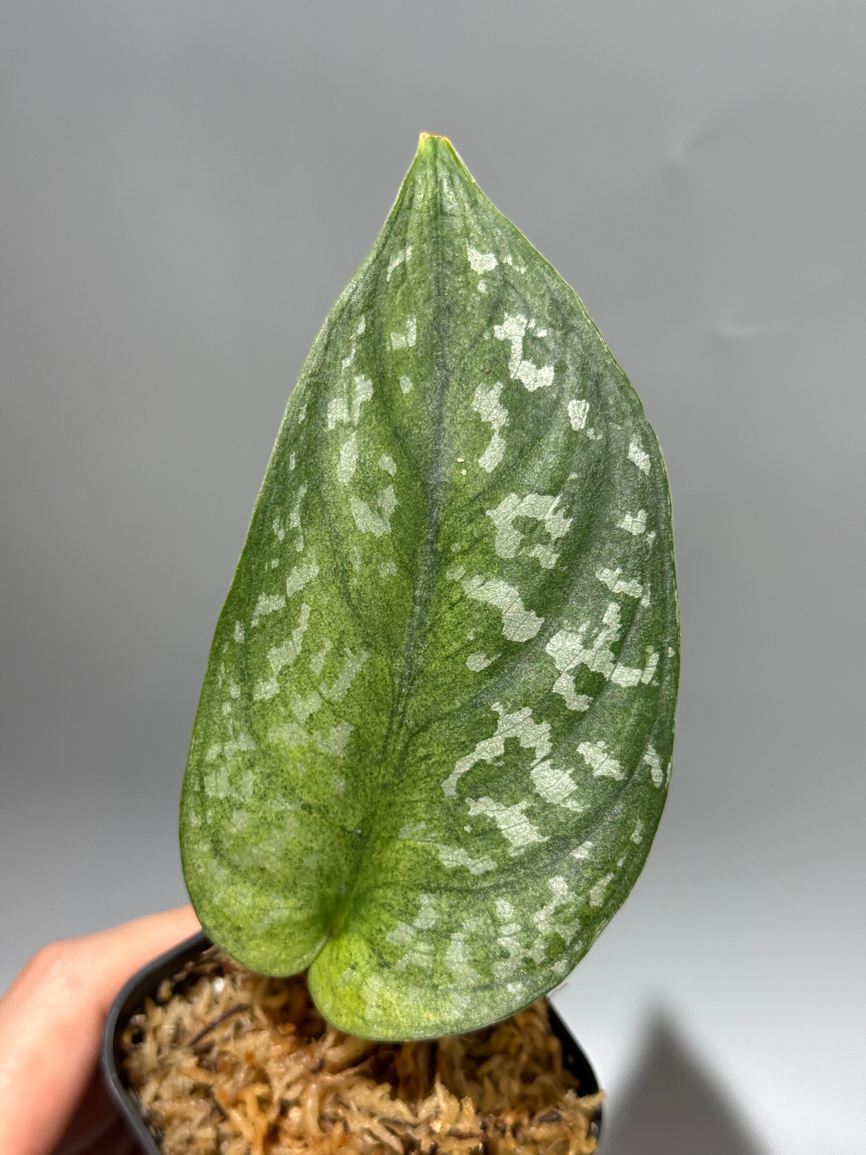 All Plants – Nakayama-Plants