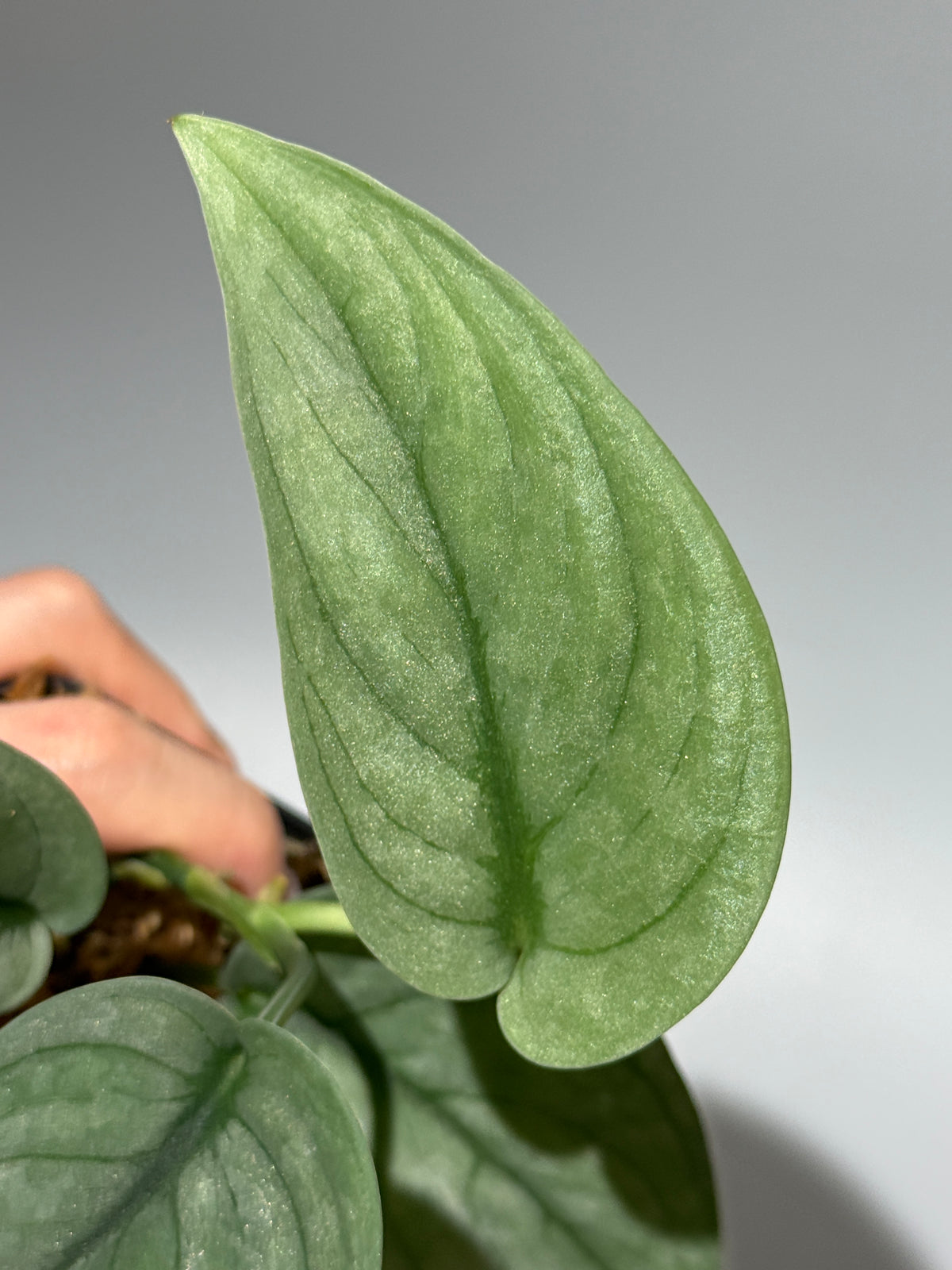スキンダプサス グリーンベイン / Scindapsus Green vein (1)