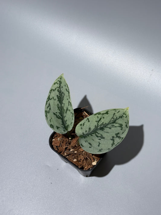 スキンダプサス シルバーレディ / Scindapsus silver lady (1)