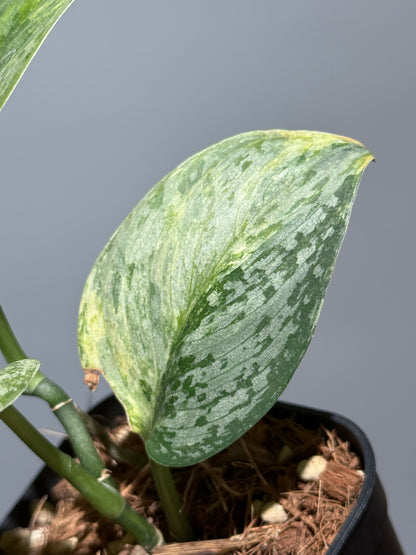 スキンダプサス サデワ トリカラー / Scindapsus sadewa tricolor (1)