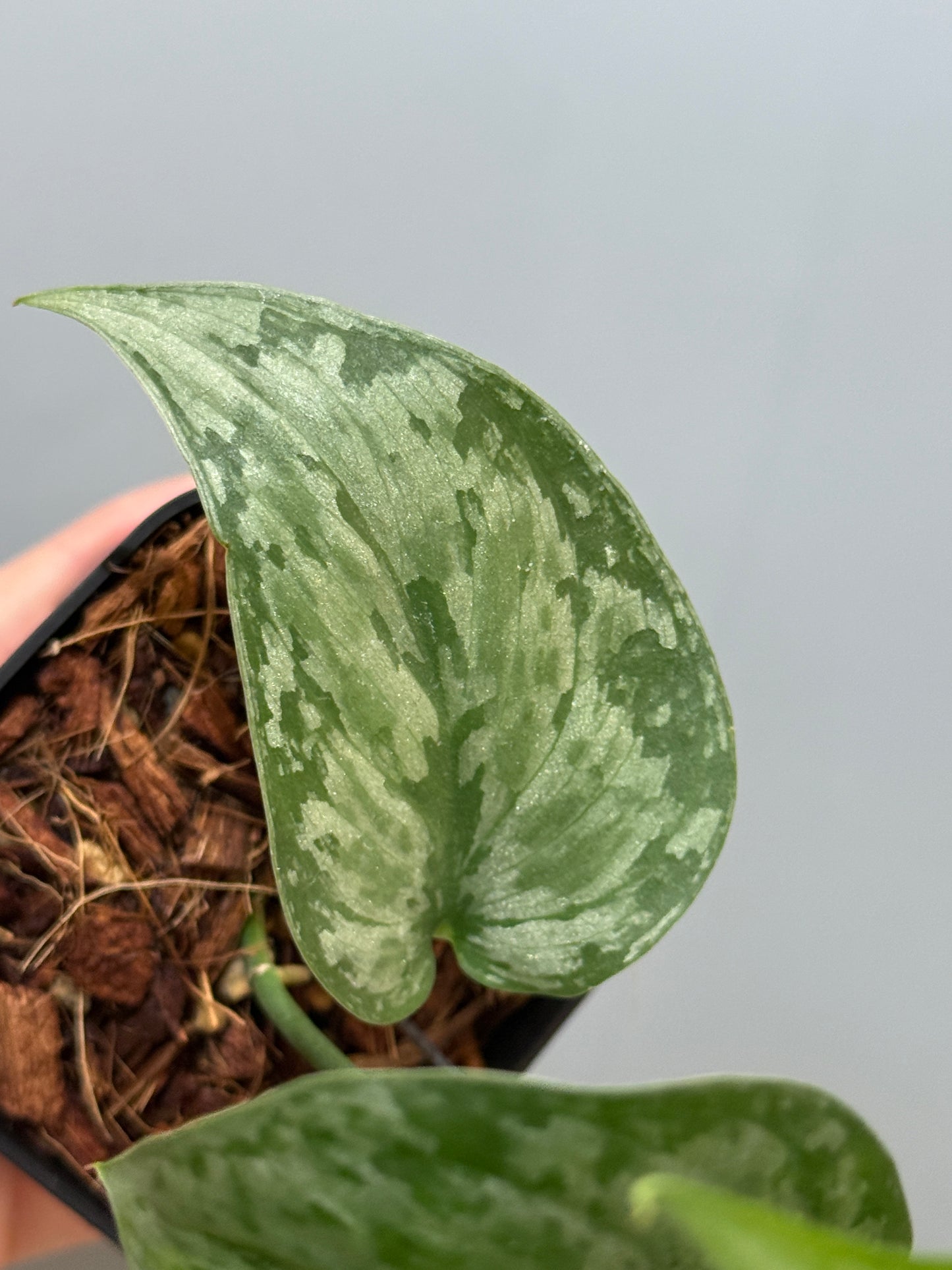 スキンダプサス ダーク クラウド Sp. ボルネオ / Scindapsus Dark cloud Sp. borneo (2)