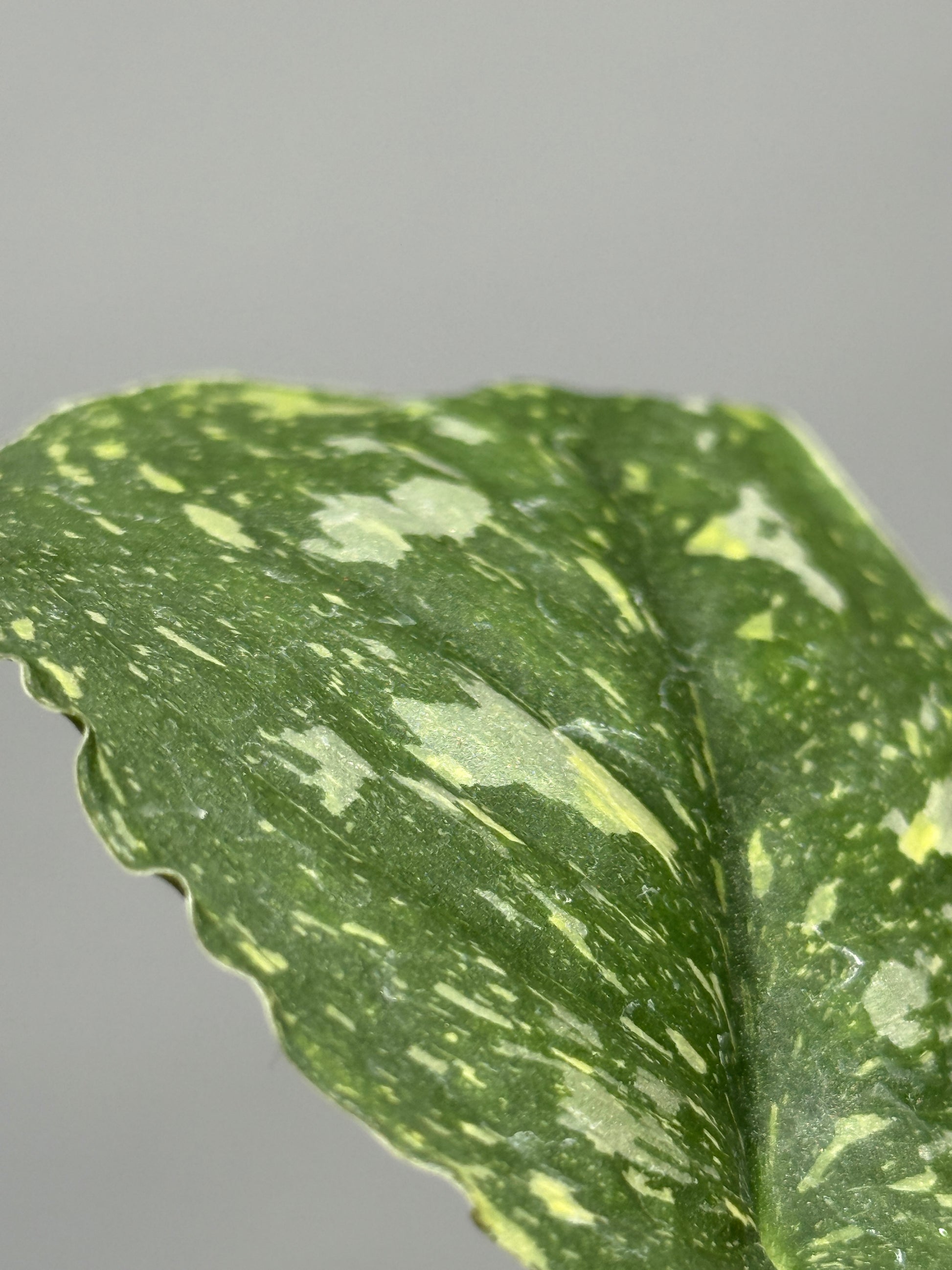 スキンダプサス バチコン  / Scindapsus Baticon (1)