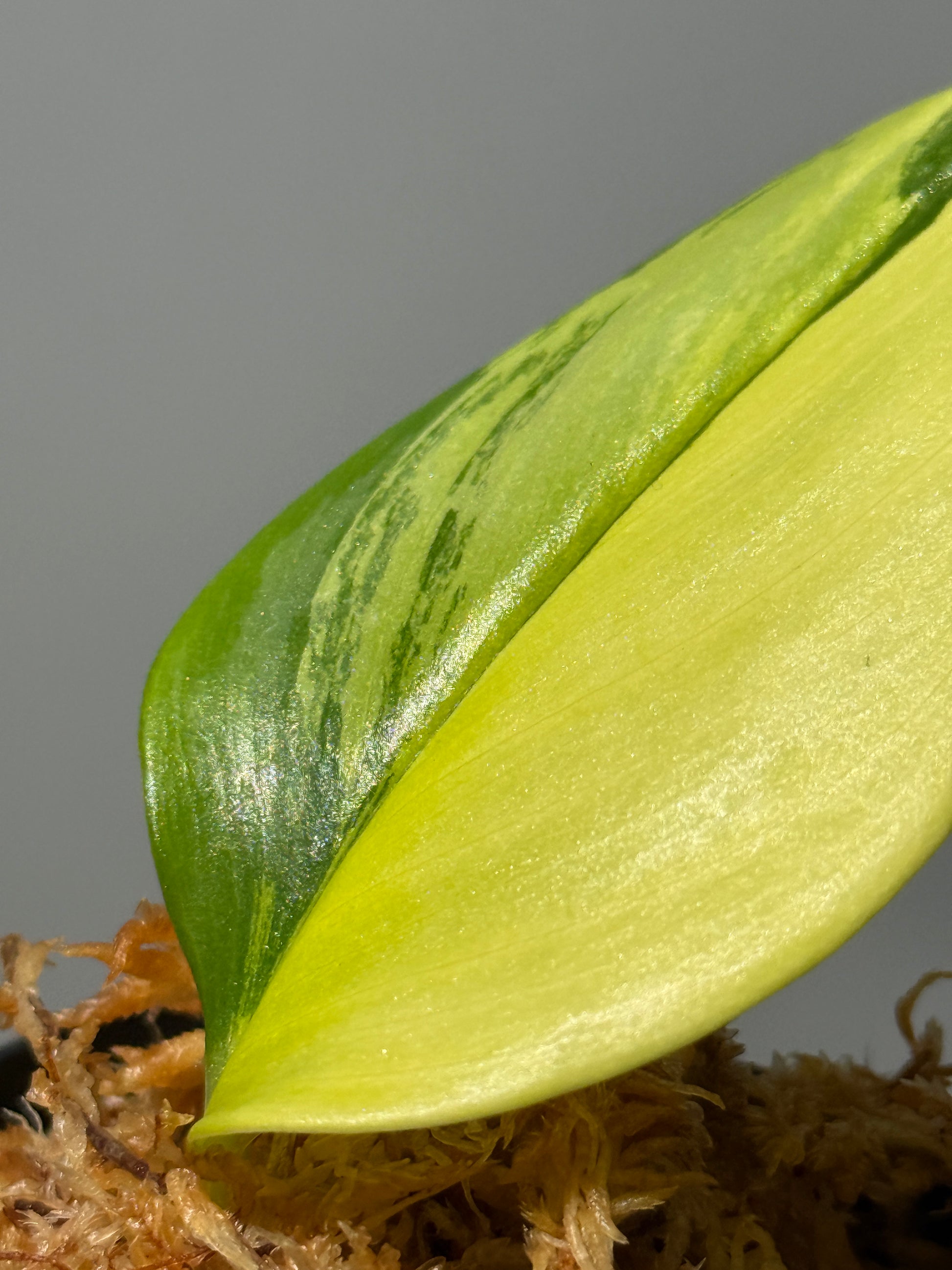 スキンダプサス ルビコン オーレア  / Scindapsus rubicon aurea (1)