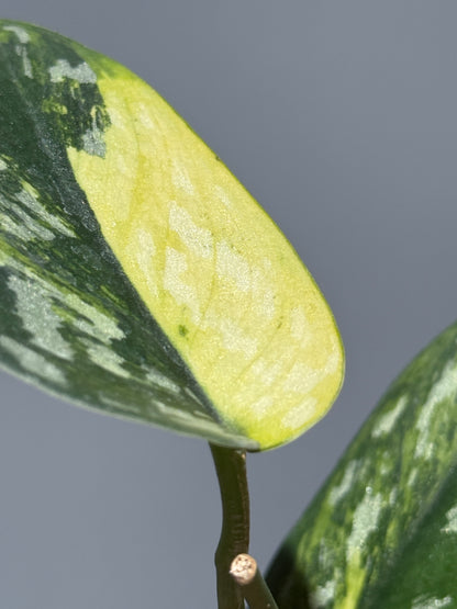 スキンダプサス マラフヨ / Scindapsus Marahuyo (1)