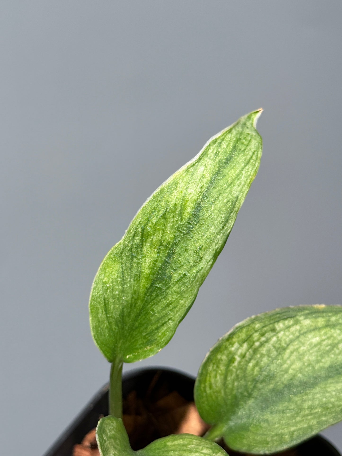 スキンダプサス パイソン ミント / Scindapsus Python mint (1)