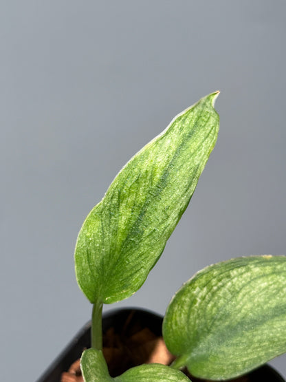 スキンダプサス パイソン ミント / Scindapsus Python mint (1)