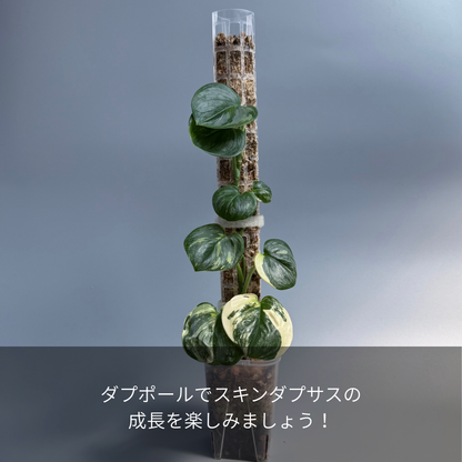 Nakayama ダプポール　4枚Set