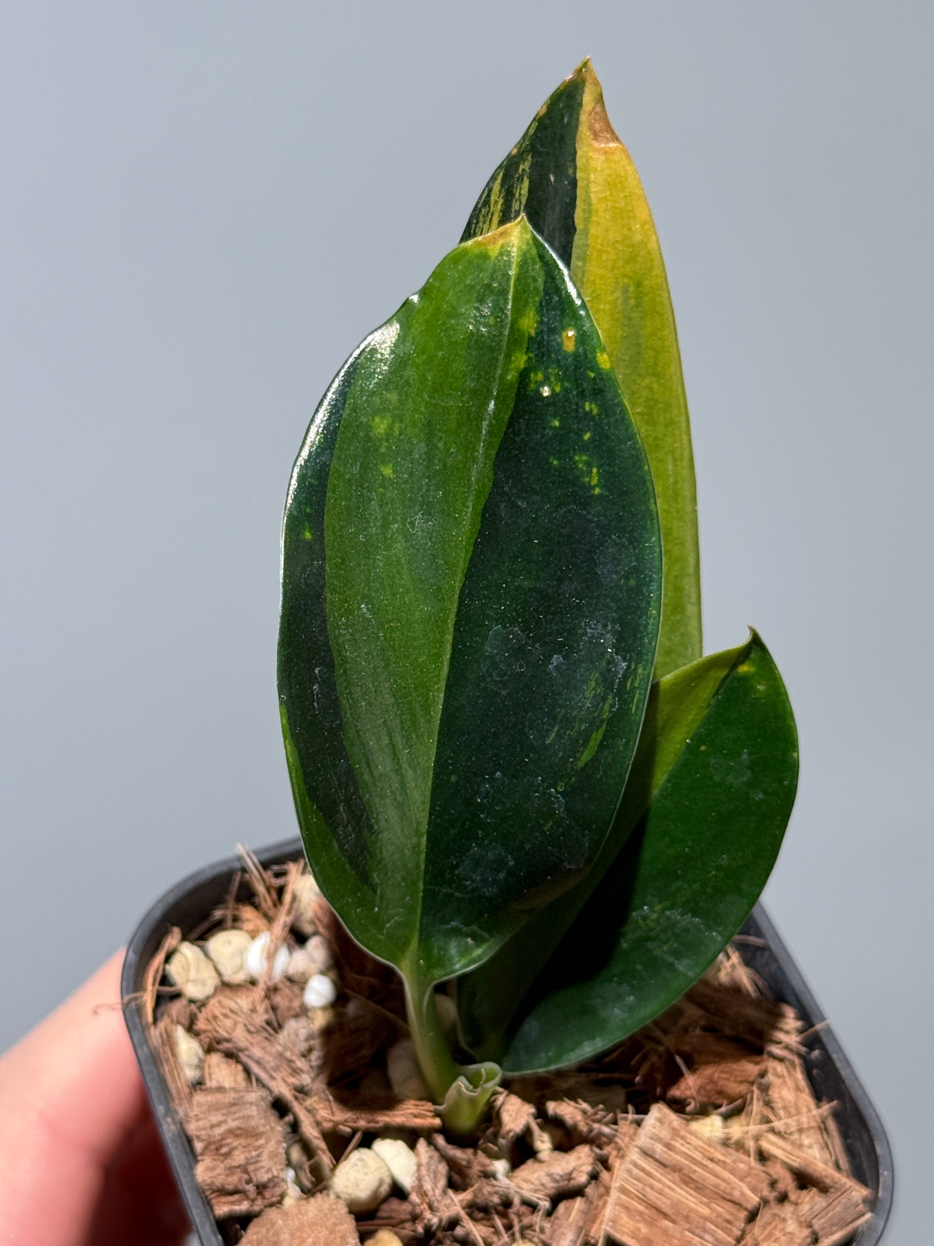 スキンダプサス トゥワイライト / Scindapsus Twilight (2) – Nakayama