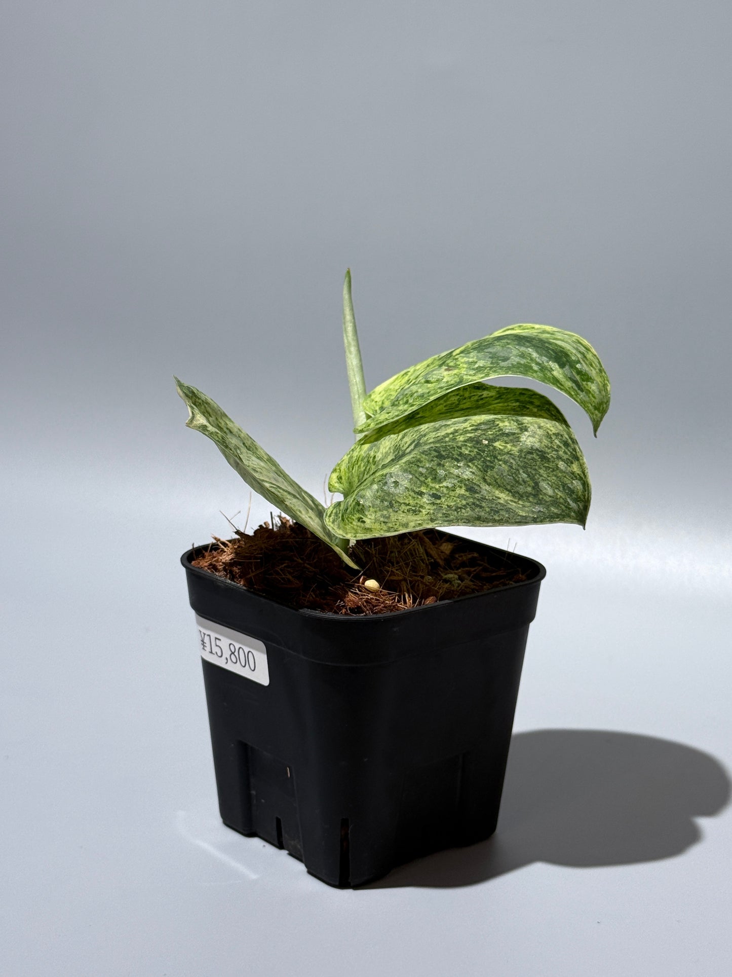 スキンダプサス テンバガ  / Scindapsus Tembaga (2)