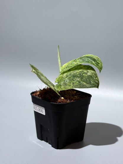 スキンダプサス テンバガ  / Scindapsus Tembaga (2)