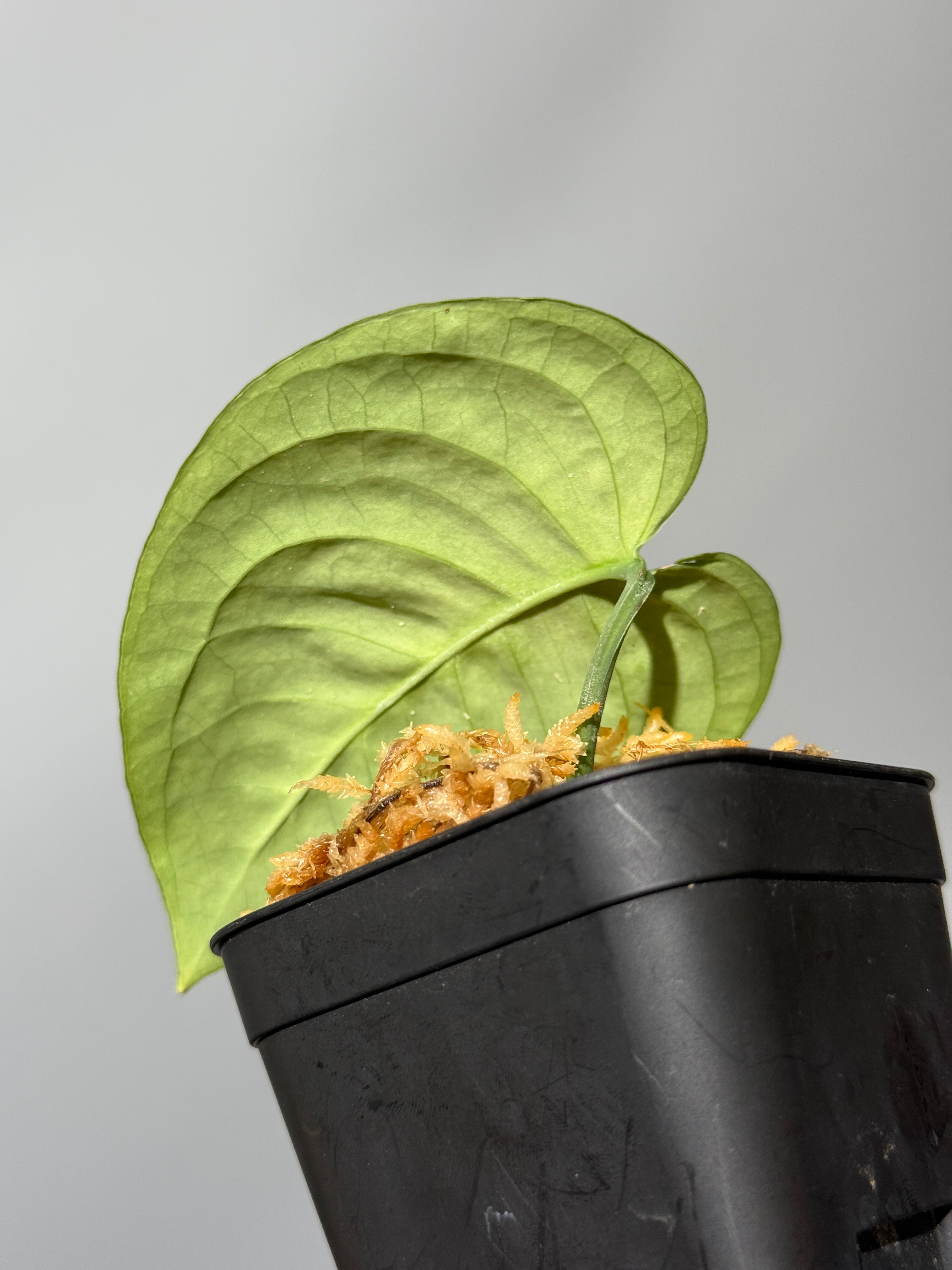 Nakayama Plants公式オンラインストア｜スキンダプサス専門店