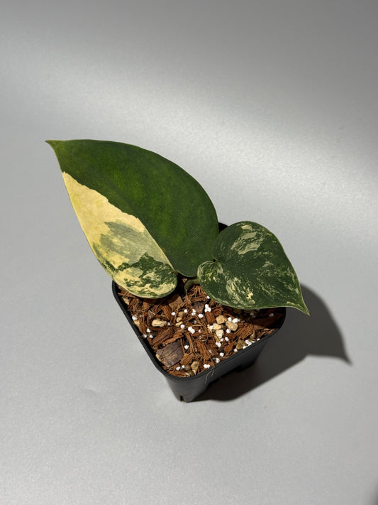 スキンダプサス メラカイ / Scindapsus Merakai (1)