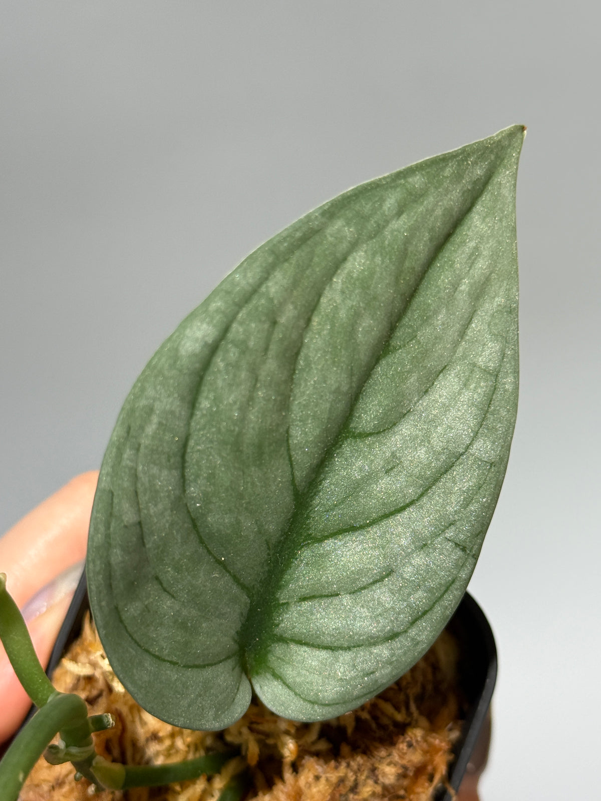スキンダプサス グリーンベイン / Scindapsus Green vein (1)