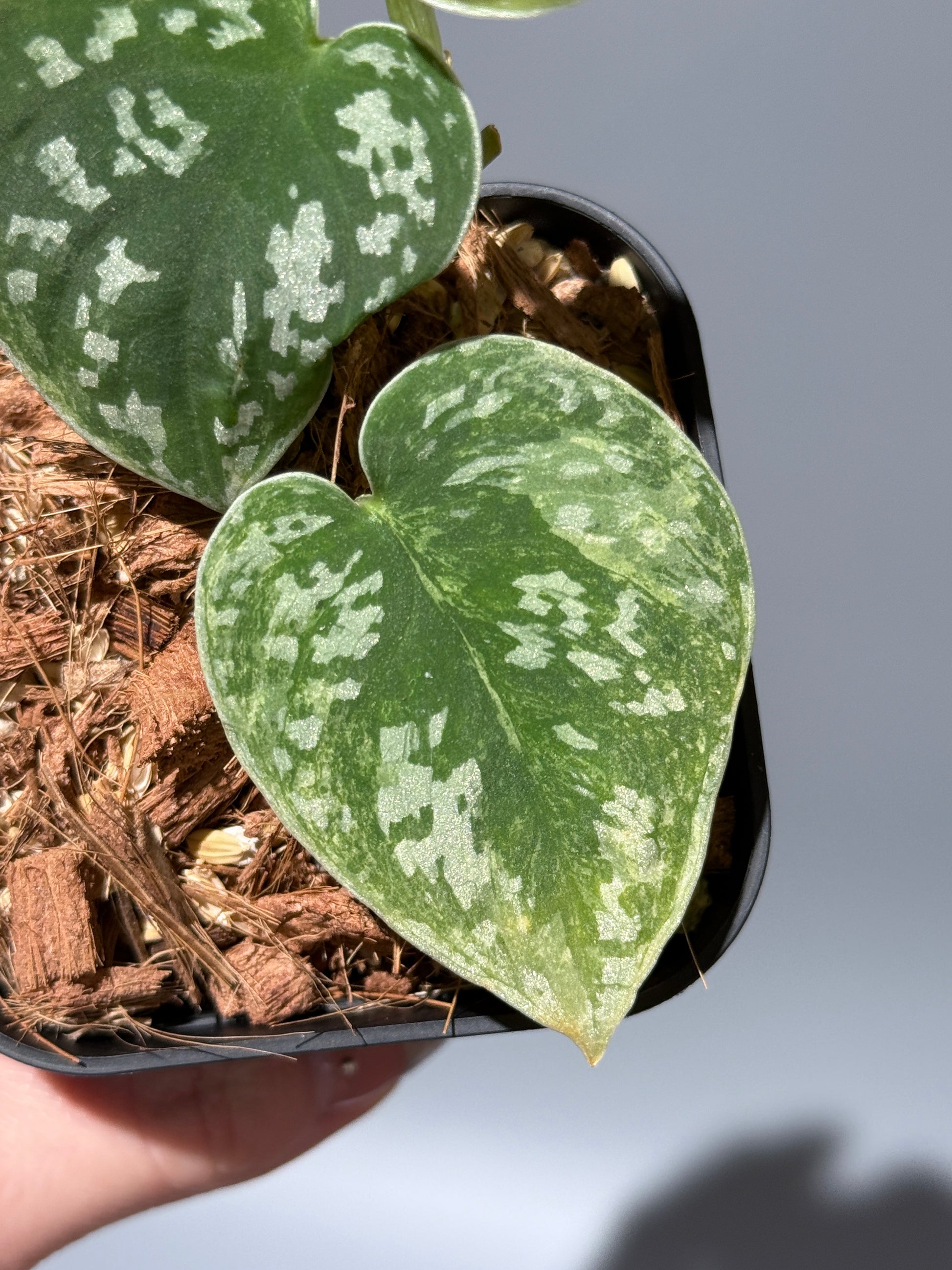 スキンダプサス ネビュラ / Scindapsus Nebula (2)