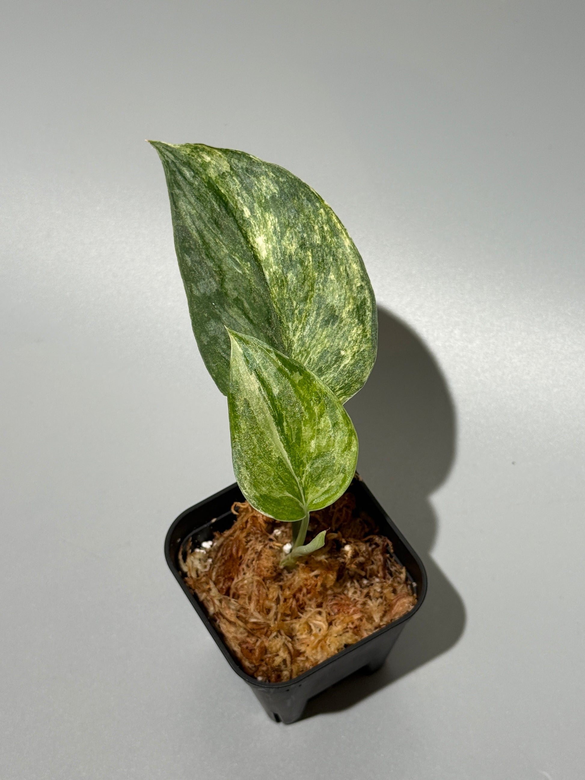 スキンダプサス エキゾチカ カーリー トリカラー  / Scindapsus Exotica curly toricolor (1)