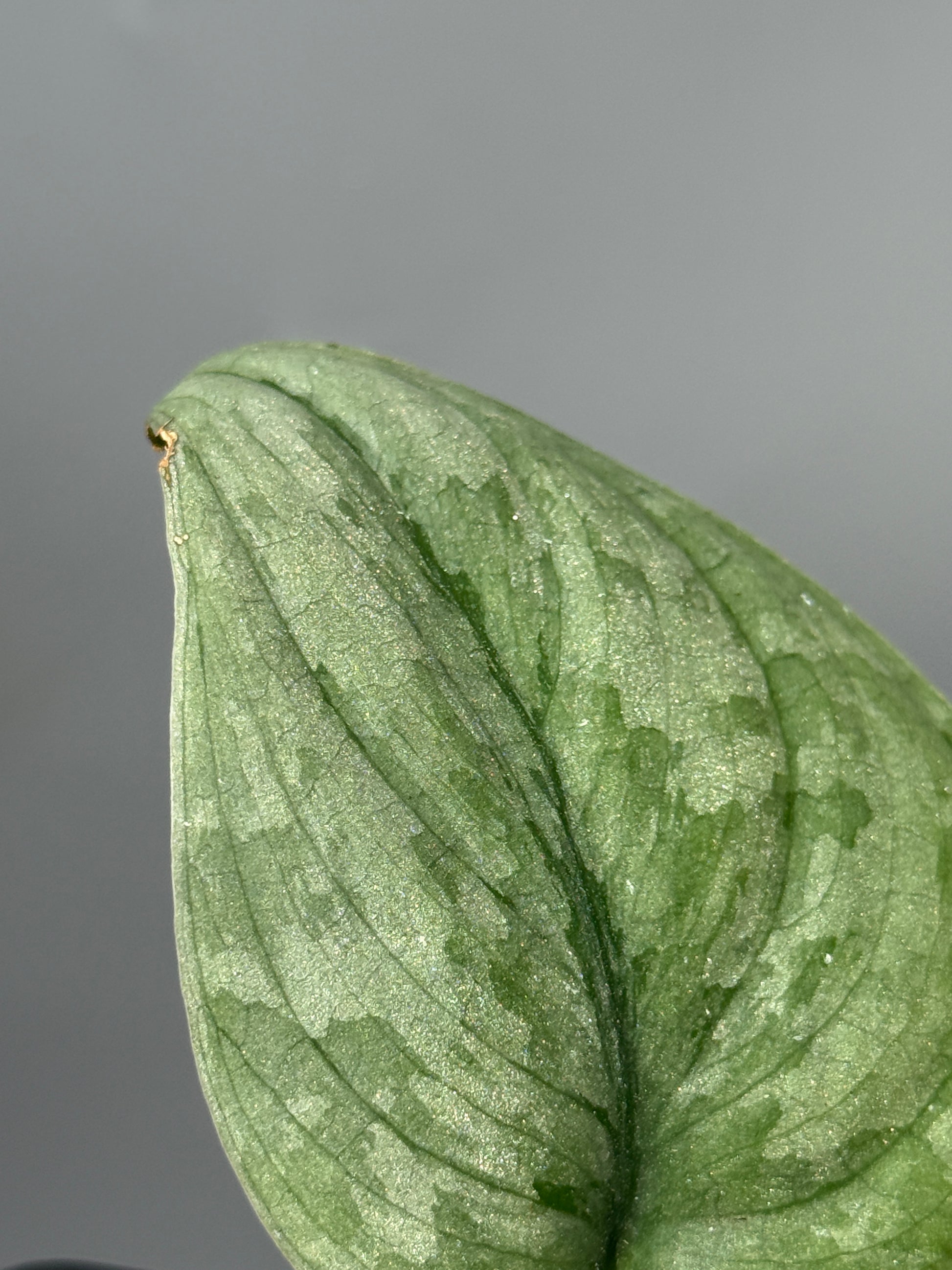 スキンダプサス Sp.バニュマス / Scindapsus Sp.Banyumas (2)