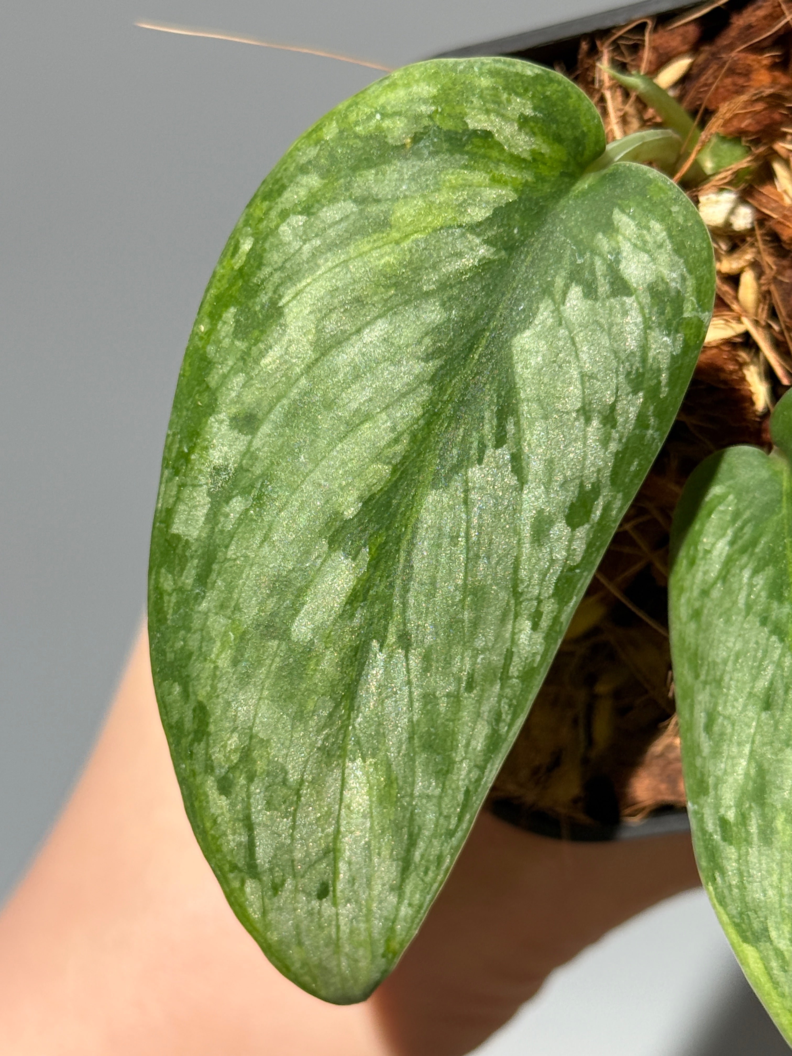商品 – Page 3 – Nakayama-Plants