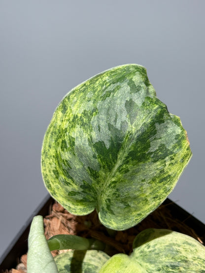 スキンダプサス テンバガ  / Scindapsus Tembaga (1)