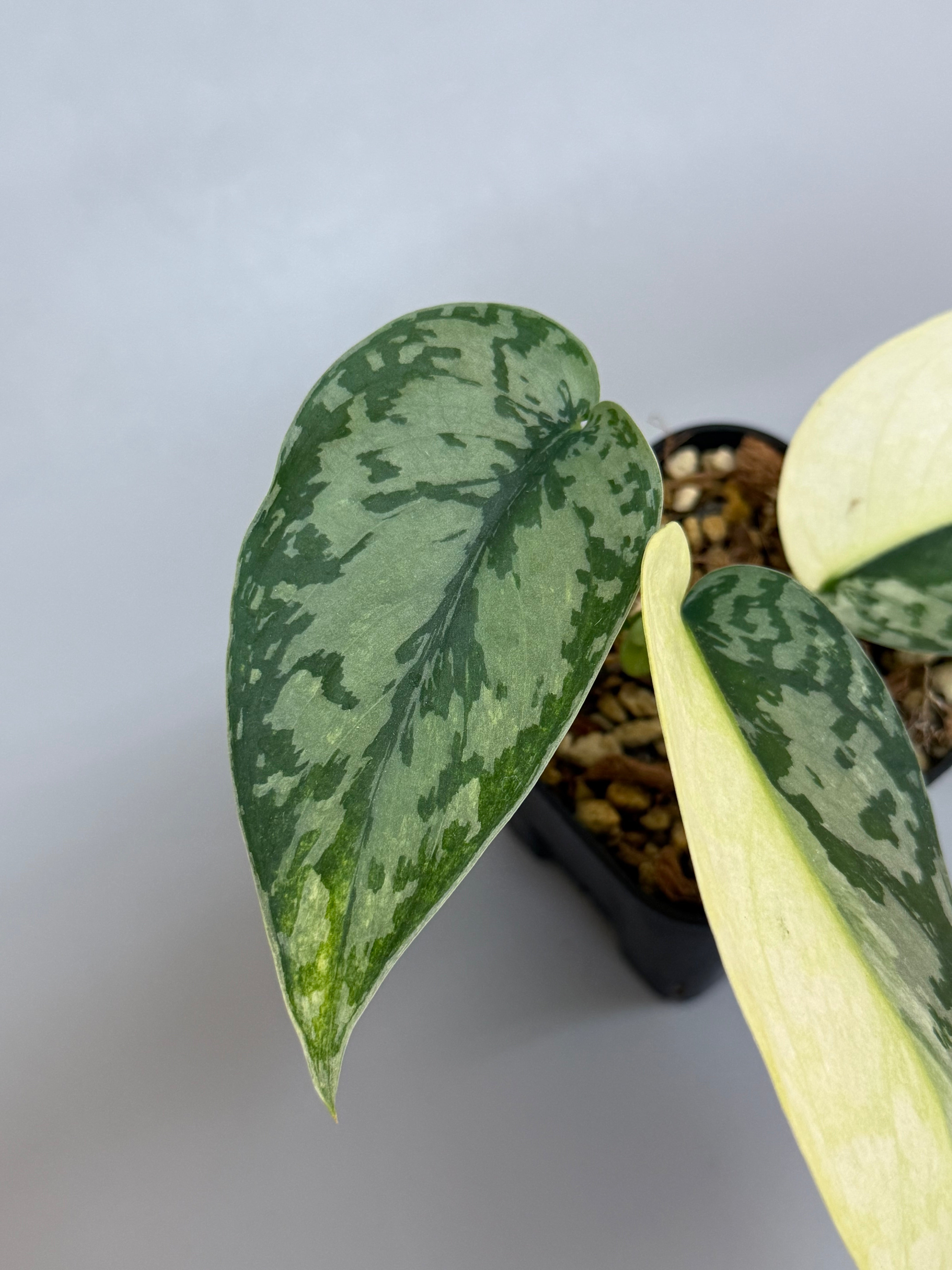 スキンダプサス ラカンビニ / Scindapsus lakambini (2) – Nakayama-Plants