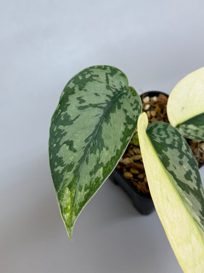 スキンダプサス ラカンビニ / Scindapsus lakambini  (2)