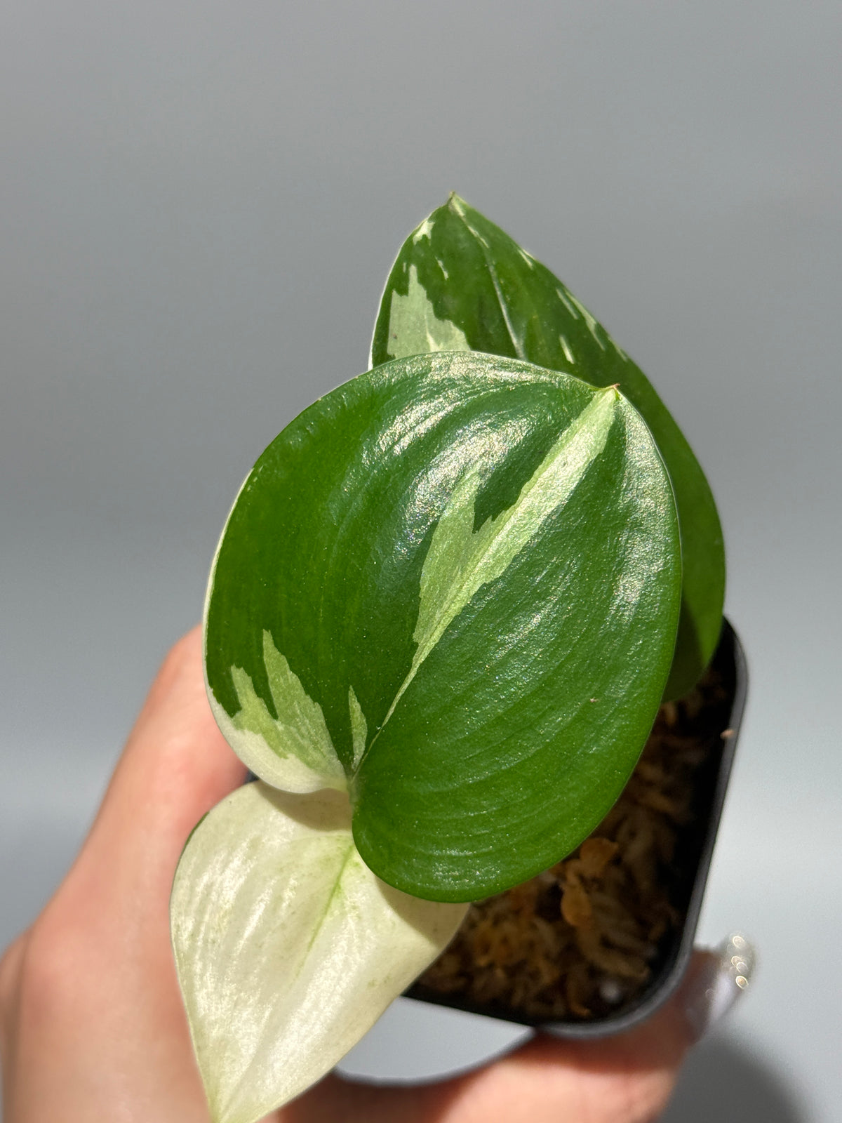 スキンダプサス トレビー ムーンライト 斑入り  / Scindapsus treubii moonlight var. (1)