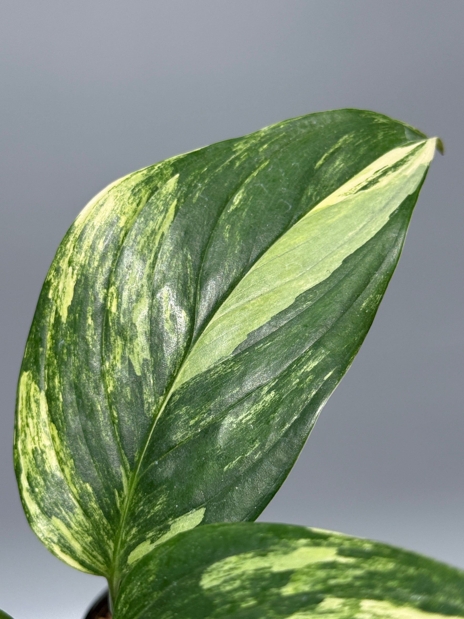 スキンダプサス ペラケンシス 斑入り / Scindapsus Perakensis var. (1)