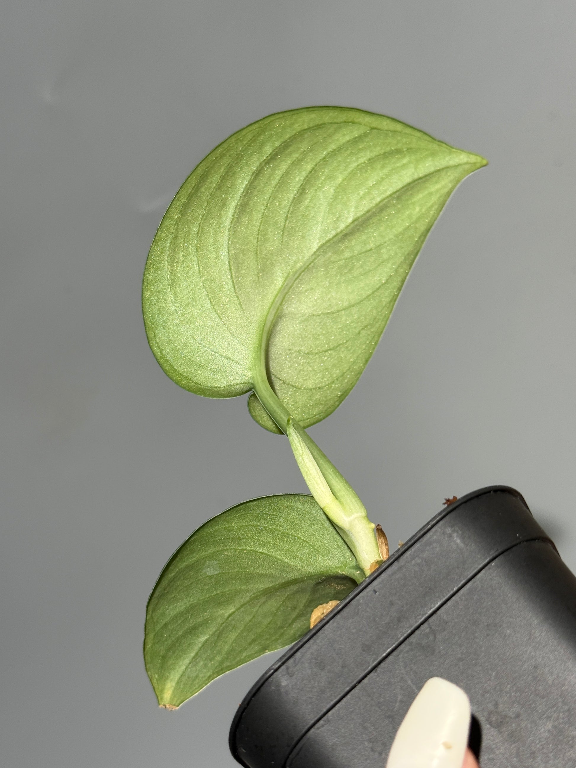 スキンダプサス グリーンベイン / Scindapsus Green vein (2)